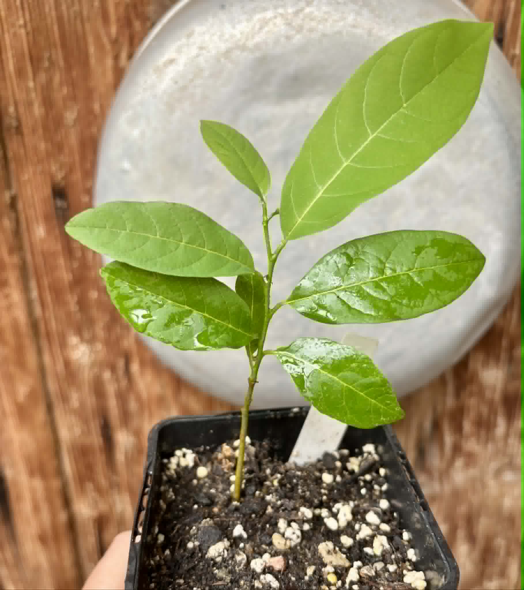 Annona emarginata - 1 potted plant / 1 getopfte Pflanze