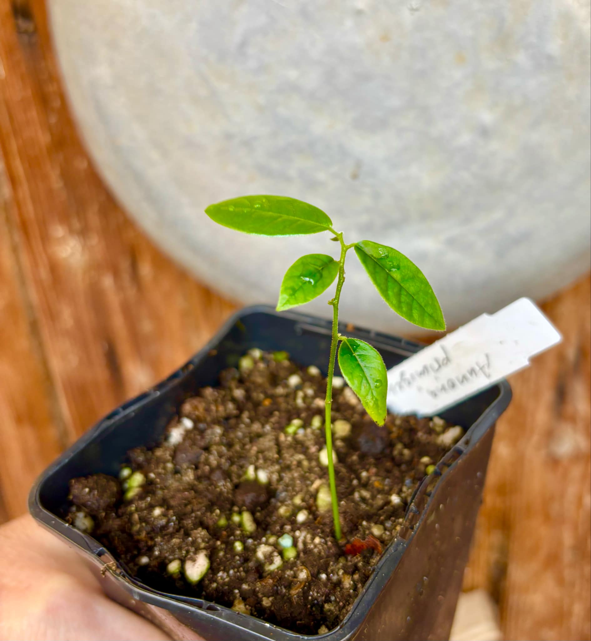 Annona primigenia - 1 small potted seedling / 1 kleiner, getopfter Sämling