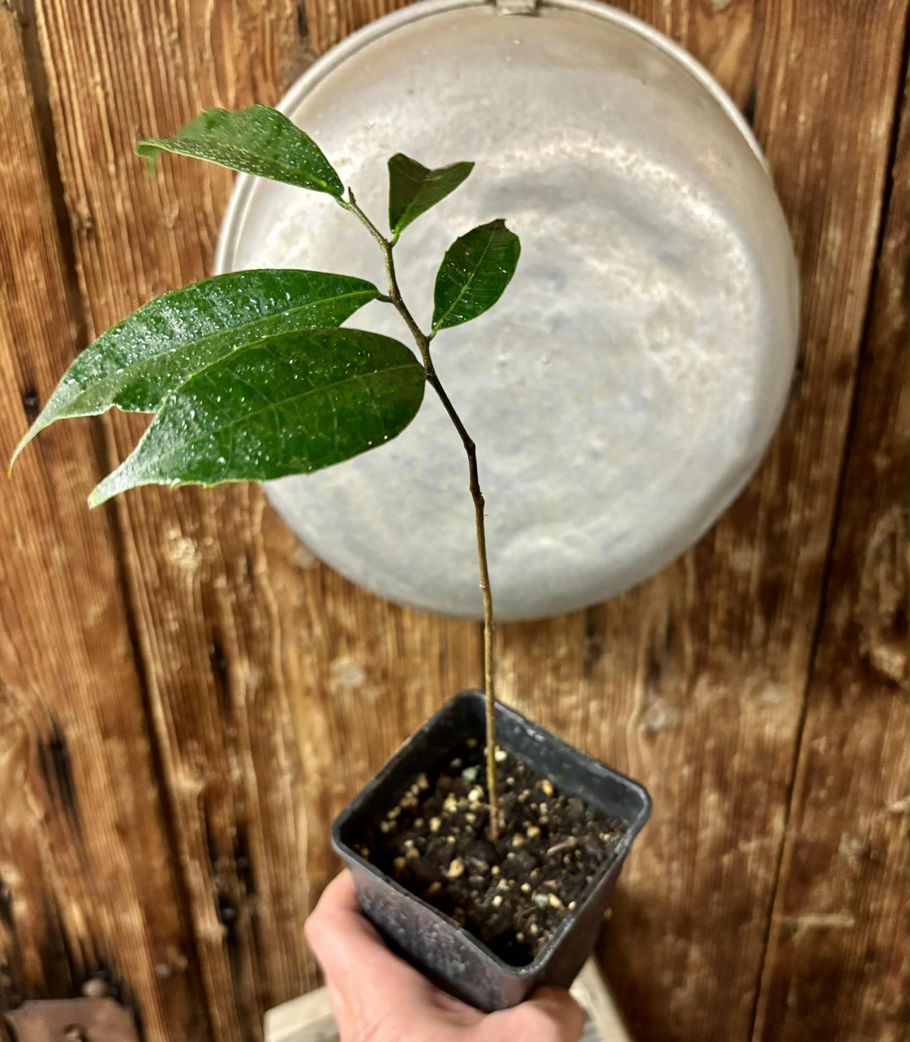 Brosimum alicastrum - Maya nut / Maya Nuss - 1 potted plant / 1 getopfte Pflanze