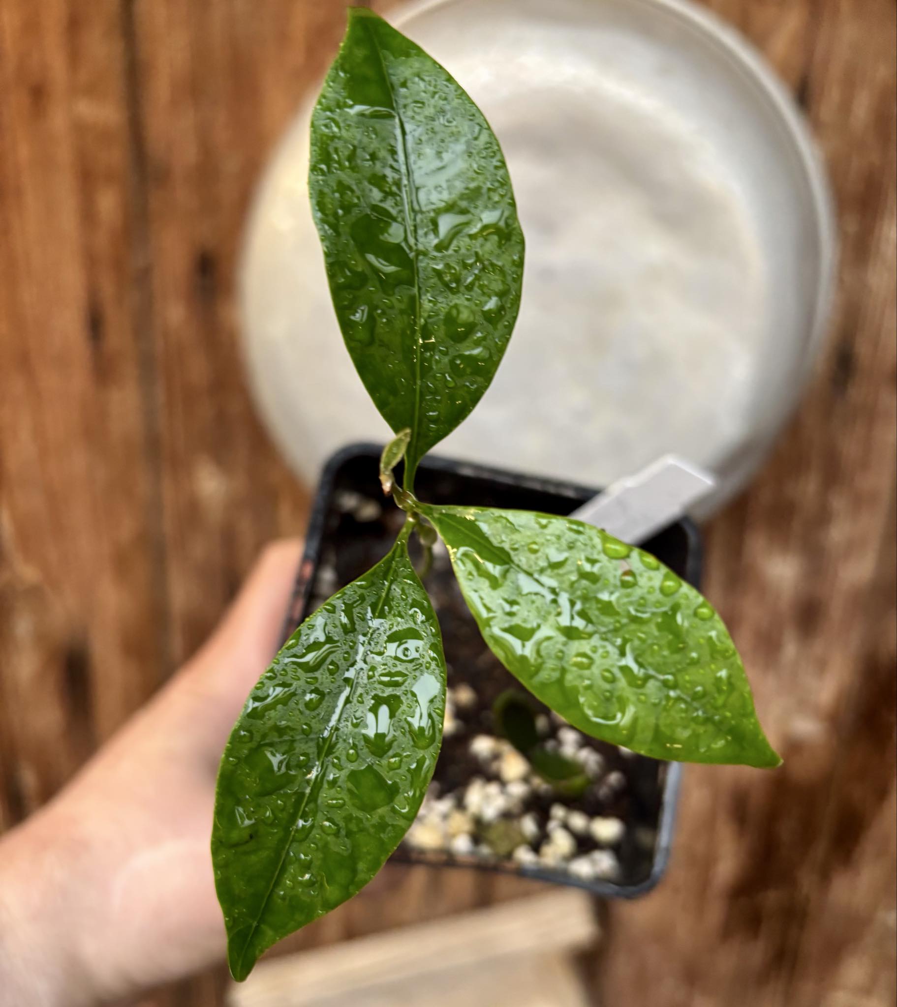 Pouteria aff egregia  -  1 potted seedling / 1 getopfter Sämling