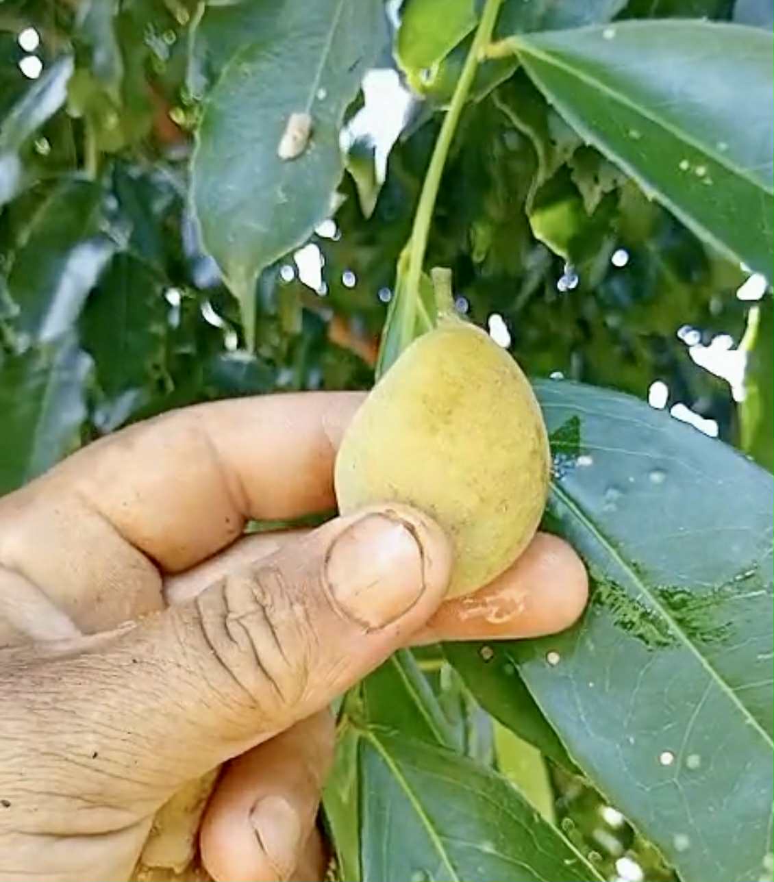 Zollernia ilicifolia - 1 fresh seed / 1 frischer Samen