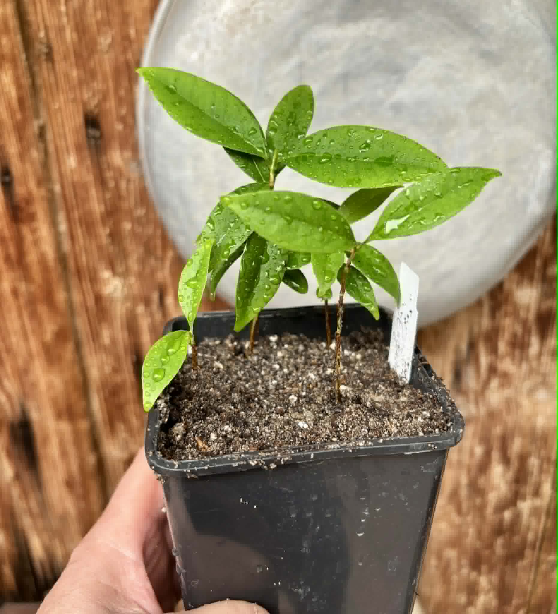 4 in 1 pot - Eugenia punicifolia - 4 seedlings in one pot / 4 Sämlinge in einem Topf