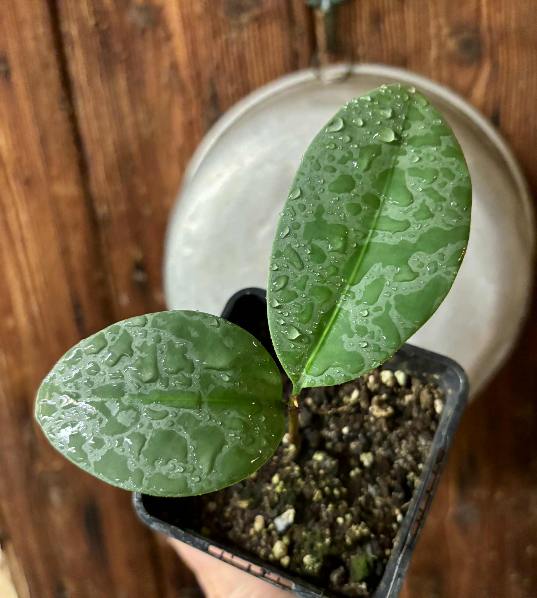 Eugenia sp Unana -  1 potted seedling / 1 getopfter Sämling