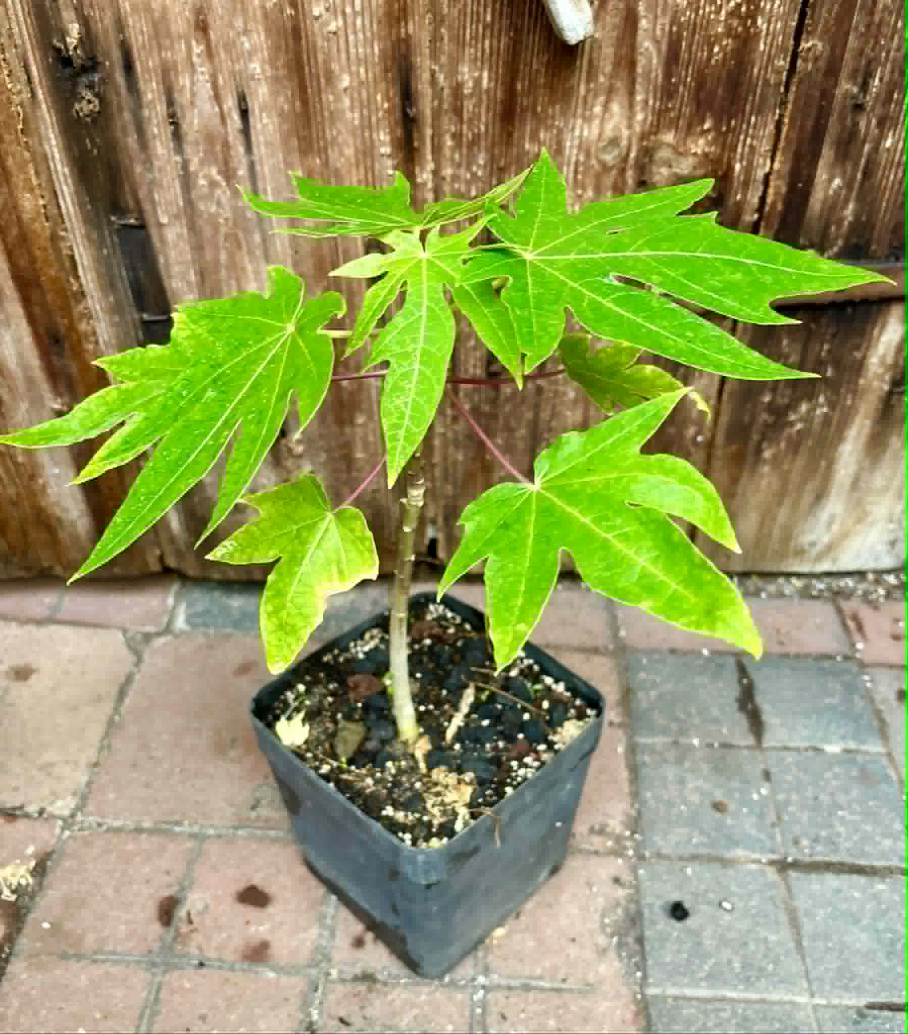 Yellow Krabi Papaya (Carica papaya) - 1 potted plant / 1 getopfte Pflanze
