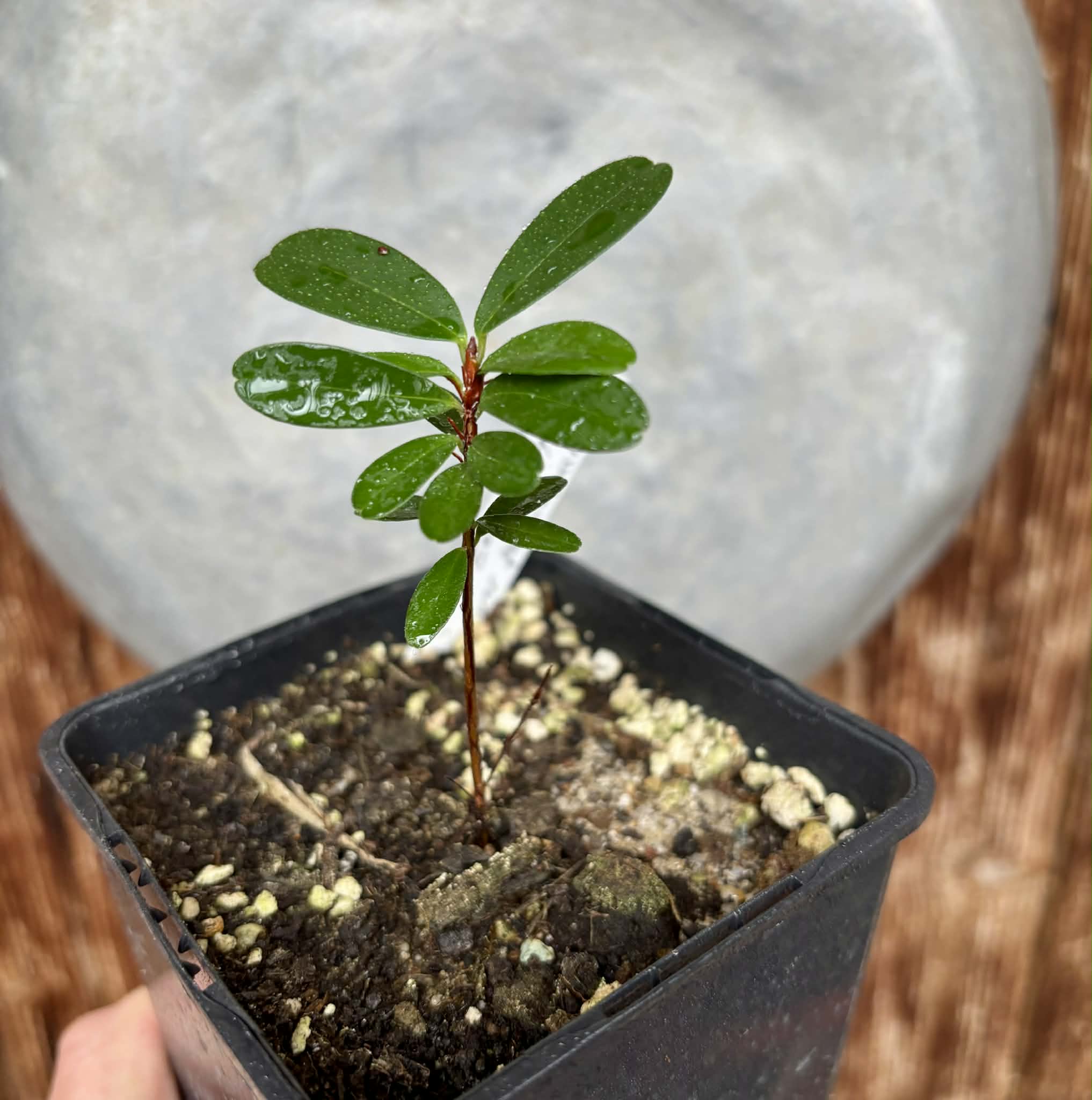 Eugenia ligustrina var. fluminensis - 1 potted seedling / 1 getopfter Sämling