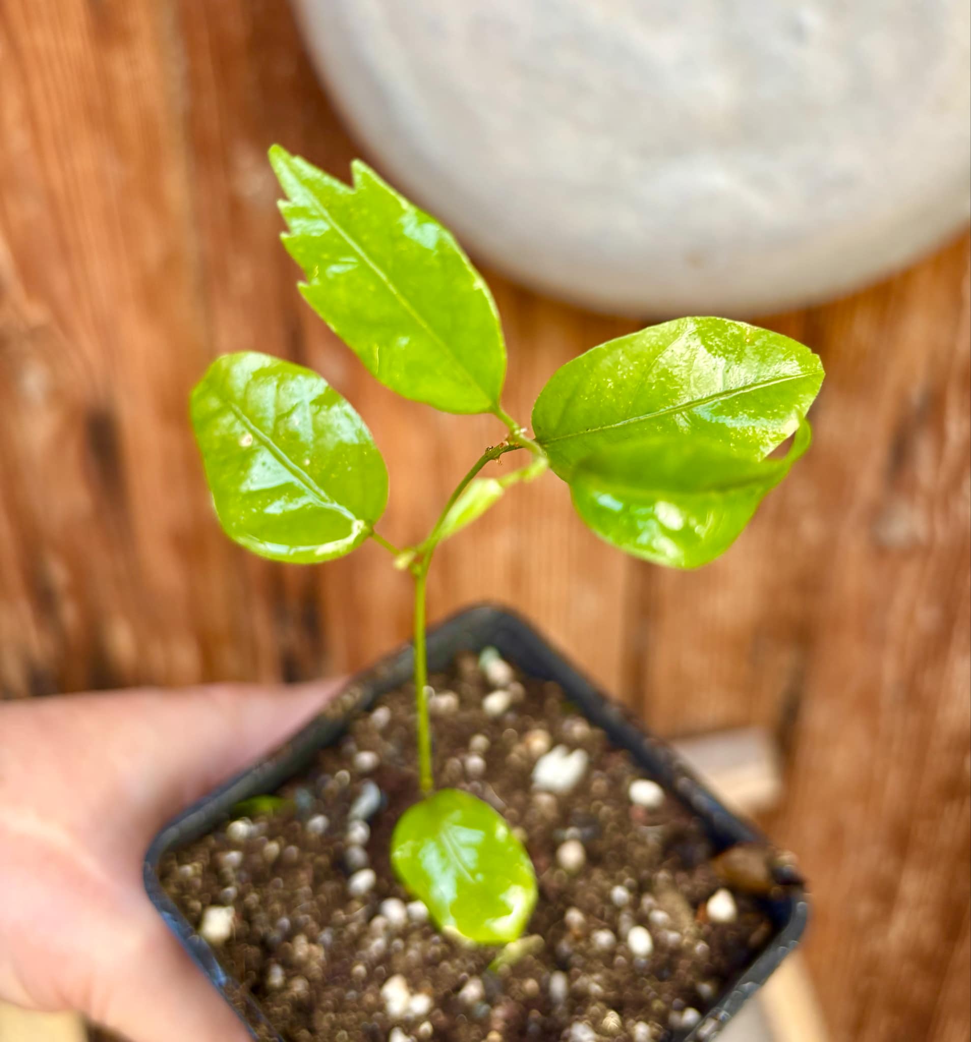 Guaraná (Paullinia cupana) - 1 small potted seedling / 1 kleiner, getopfter Sämling