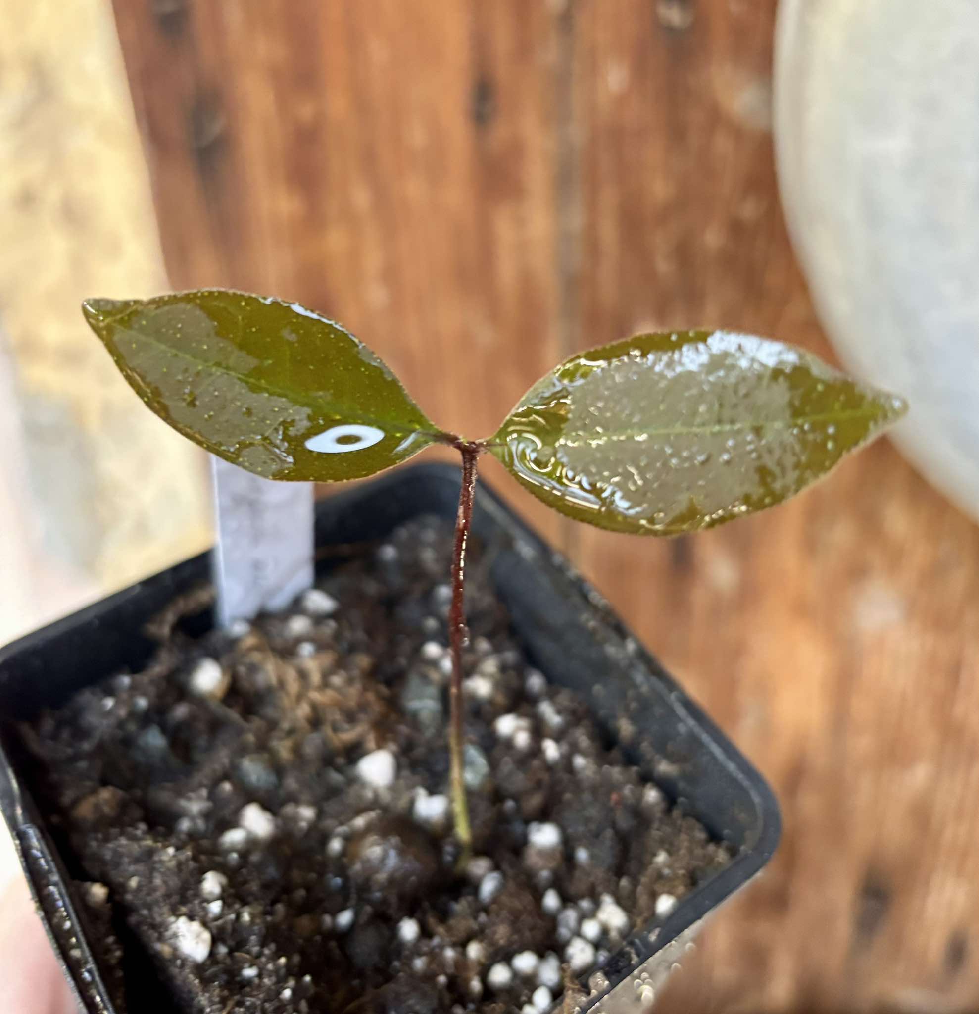 Piuna da Mata Atlantica (Eugenia melanogyna) - 1 small potted seedling / 1 kleiner, getopfter Sämling Piuna da Mata Atlantica (Eugenia melanogyna) - 1 small potted seedling / 1 kleiner, getopfter Sämling