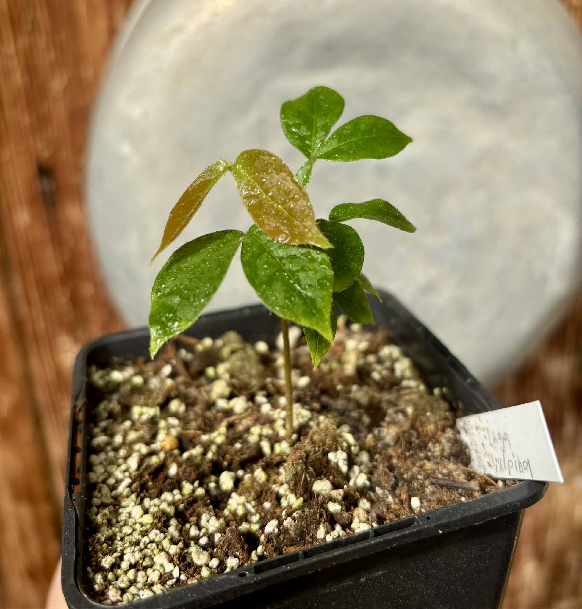 Pink Dwarf Ice Cream Bean (Inga vulpina)  - 1 potted plant / 1 getopfte Pflanze