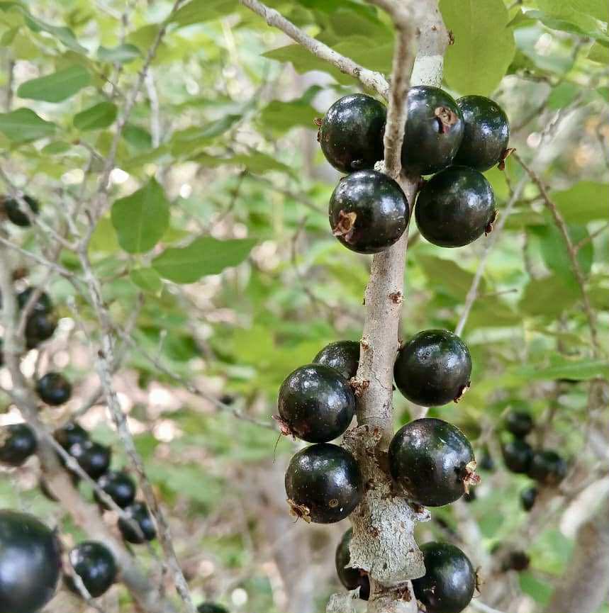 Jaboticaba de RAMA (Plinia sp) -  1 fresh seed / 1 frischer Samen