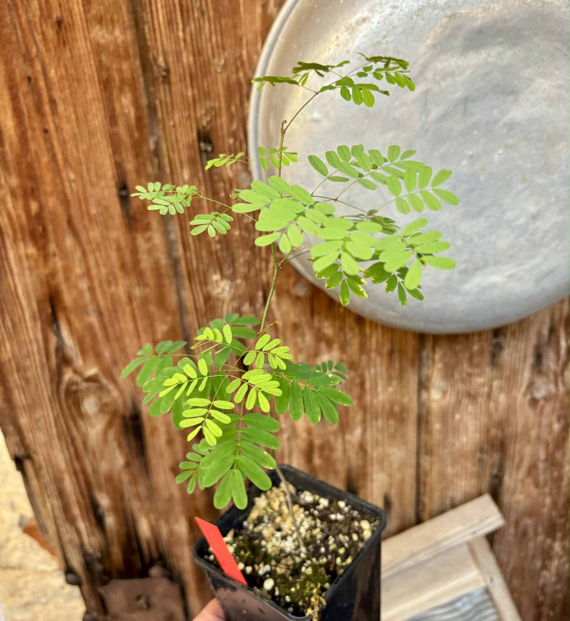 Pau ferro (Libidibia ferrea) -  1 potted seedling / 1 getopfter Sämling