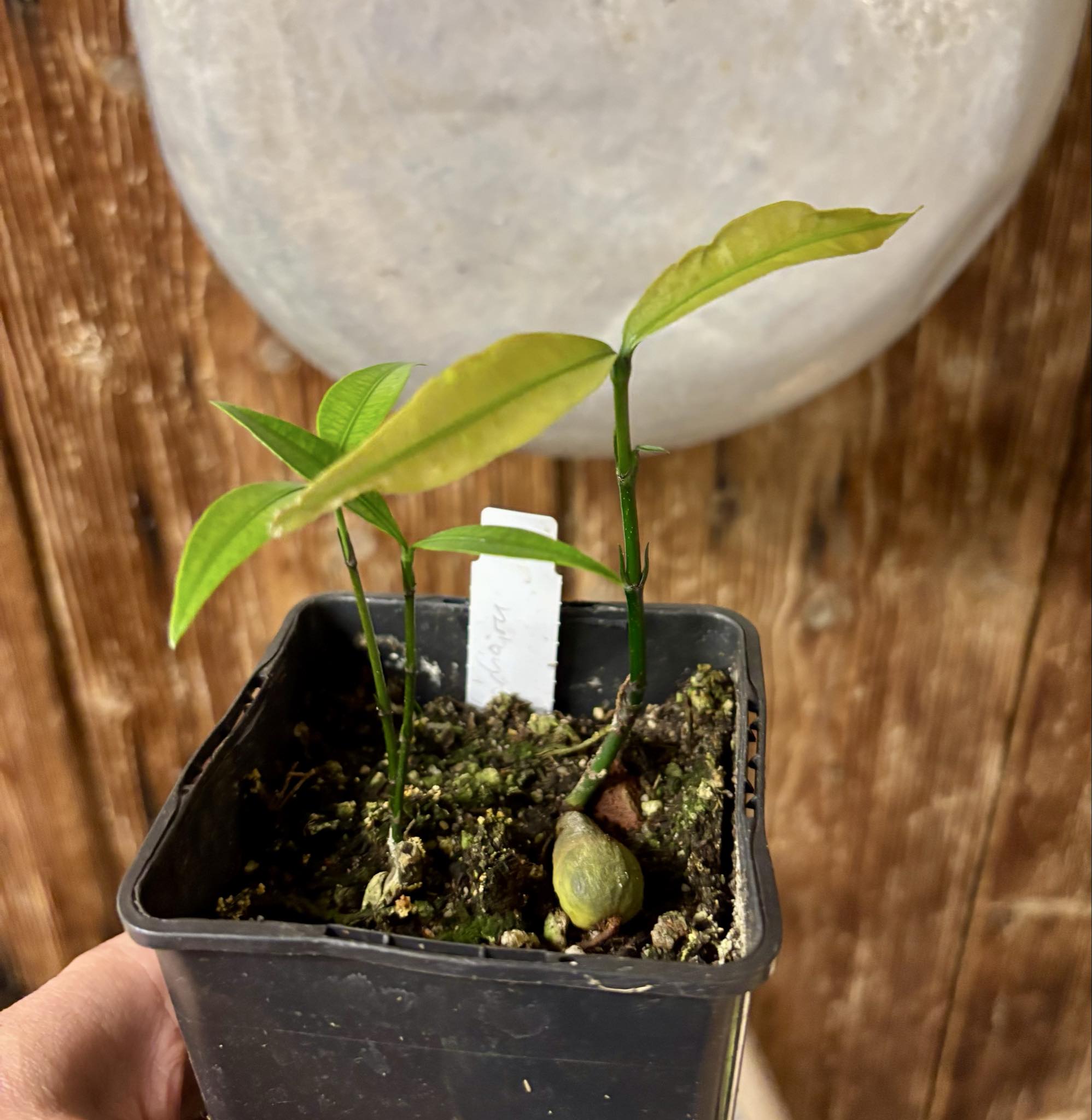2 in 1 pot - Garcinia humilis  - Achachairu - 1 small potted seedling / 1 kleiner, getopfter Sämling