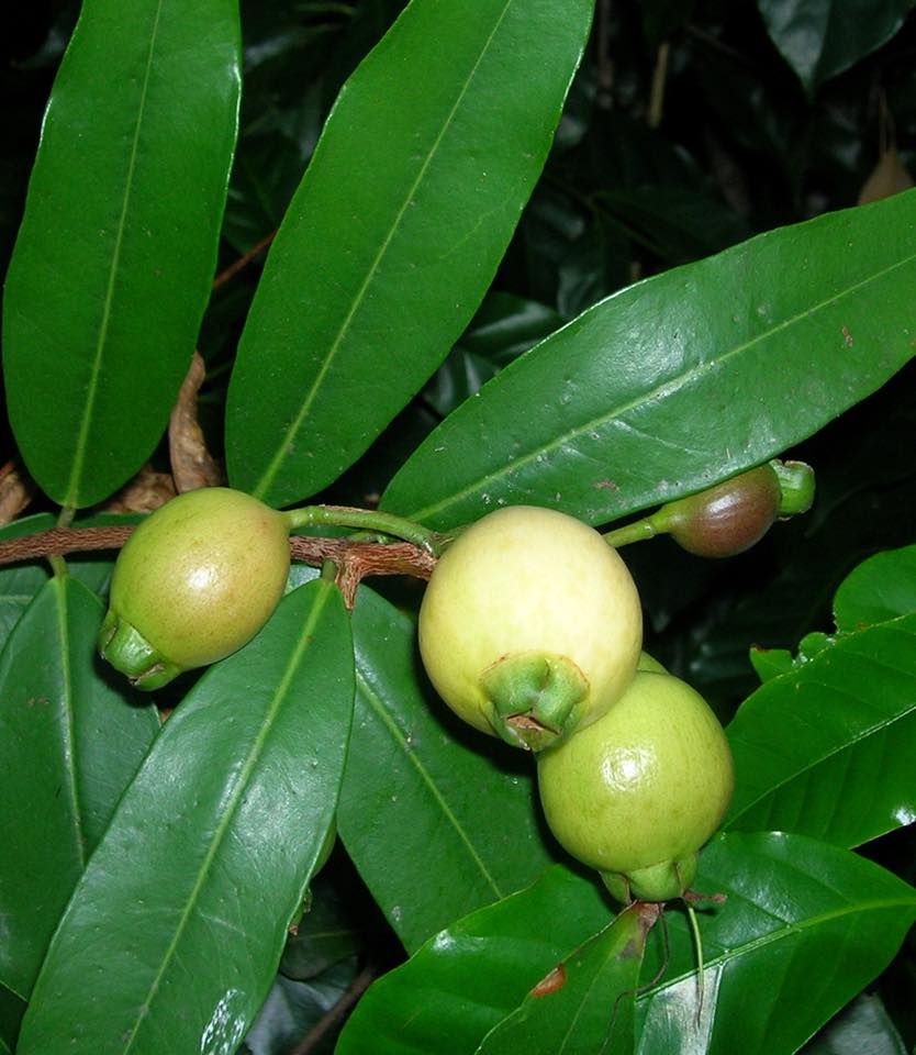 Rose Apple (Syzygium jambos) - 1 potted plant / 1 getopfte Pflanze Rose Apple (Syzygium jambos) - 1 potted plant / 1 getopfte Pflanze