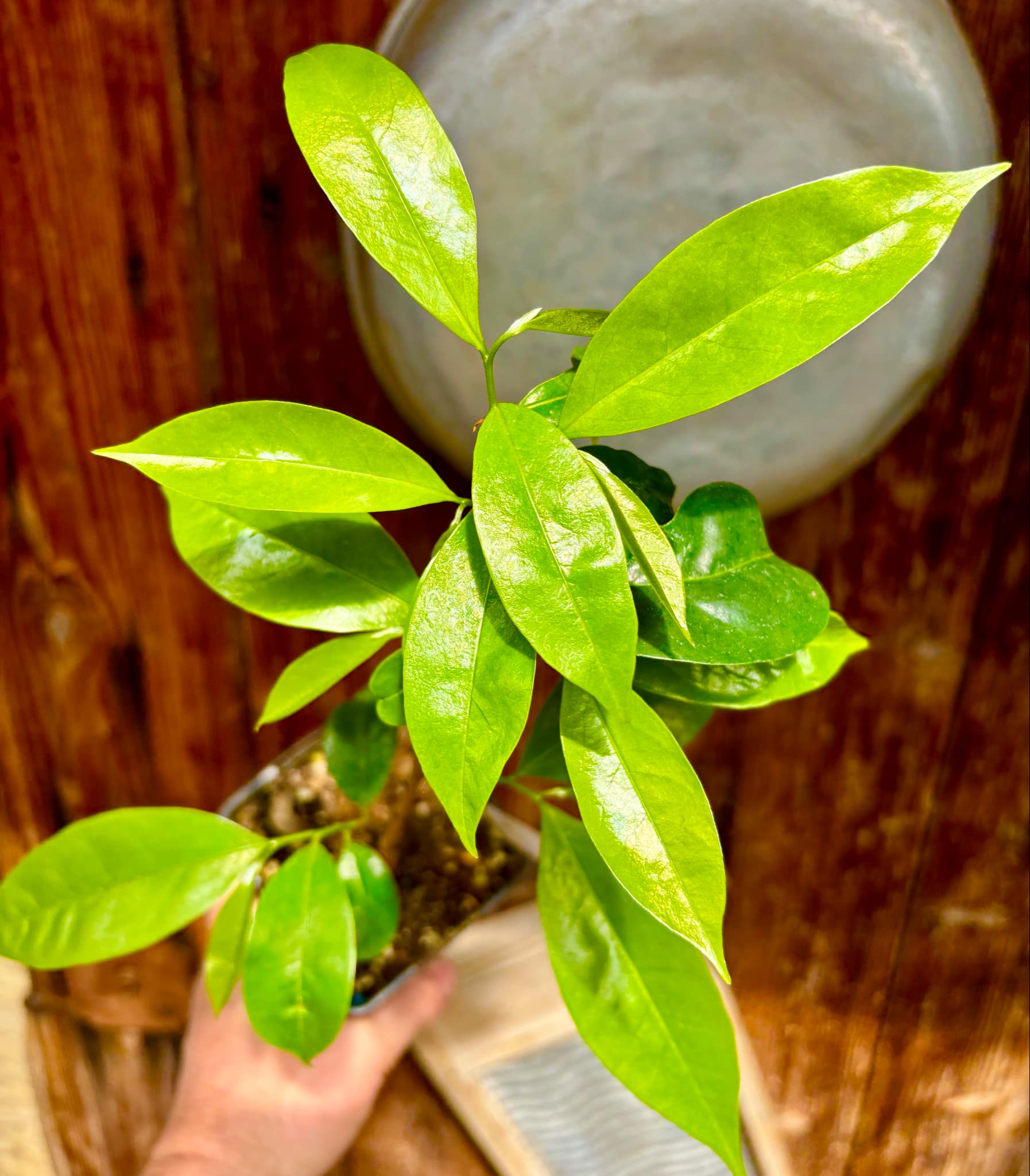 Annona muricata var. ARUSHA - 1 potted plant / 1 getopfte Pflanze