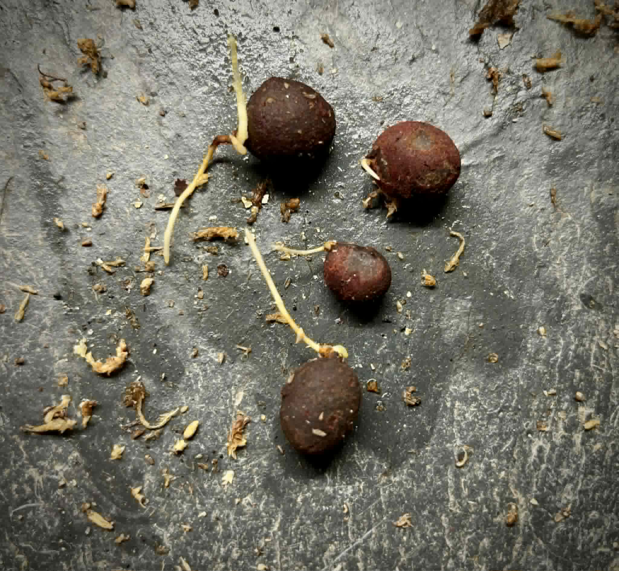 last 4 seeds - Plinia sp Apepique - 1 germinated seed / 1 gekeimter Samen