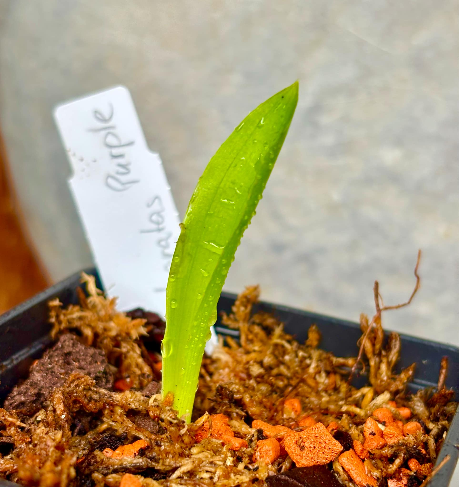 Pinuela purpura (Bromelia karatas) - purple variety  -  1 small potted seedling / 1 kleiner, getopfter Sämling