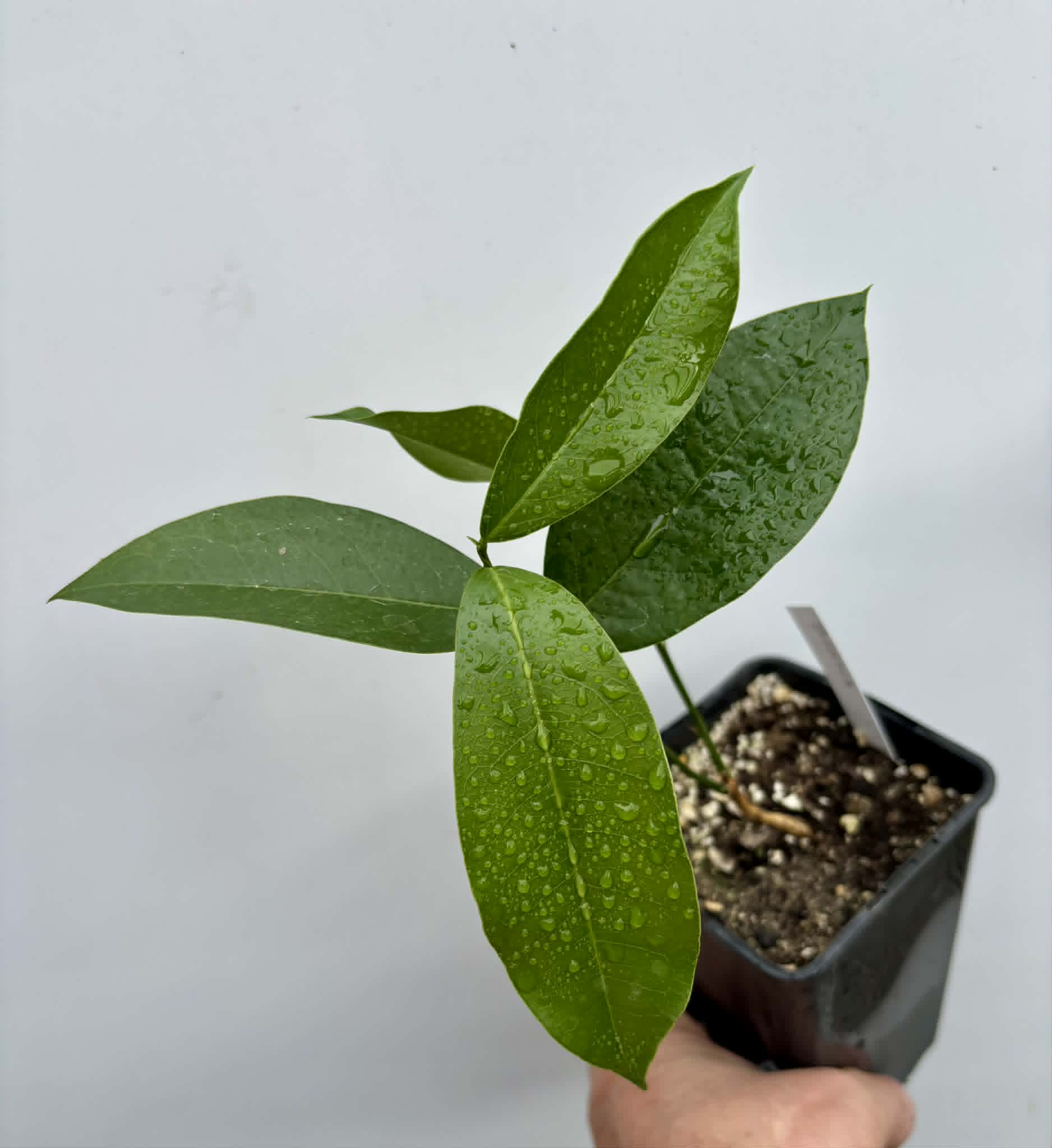 Zollernia ilicifolia - 1 potted seedling / 1 getopfter Sämling