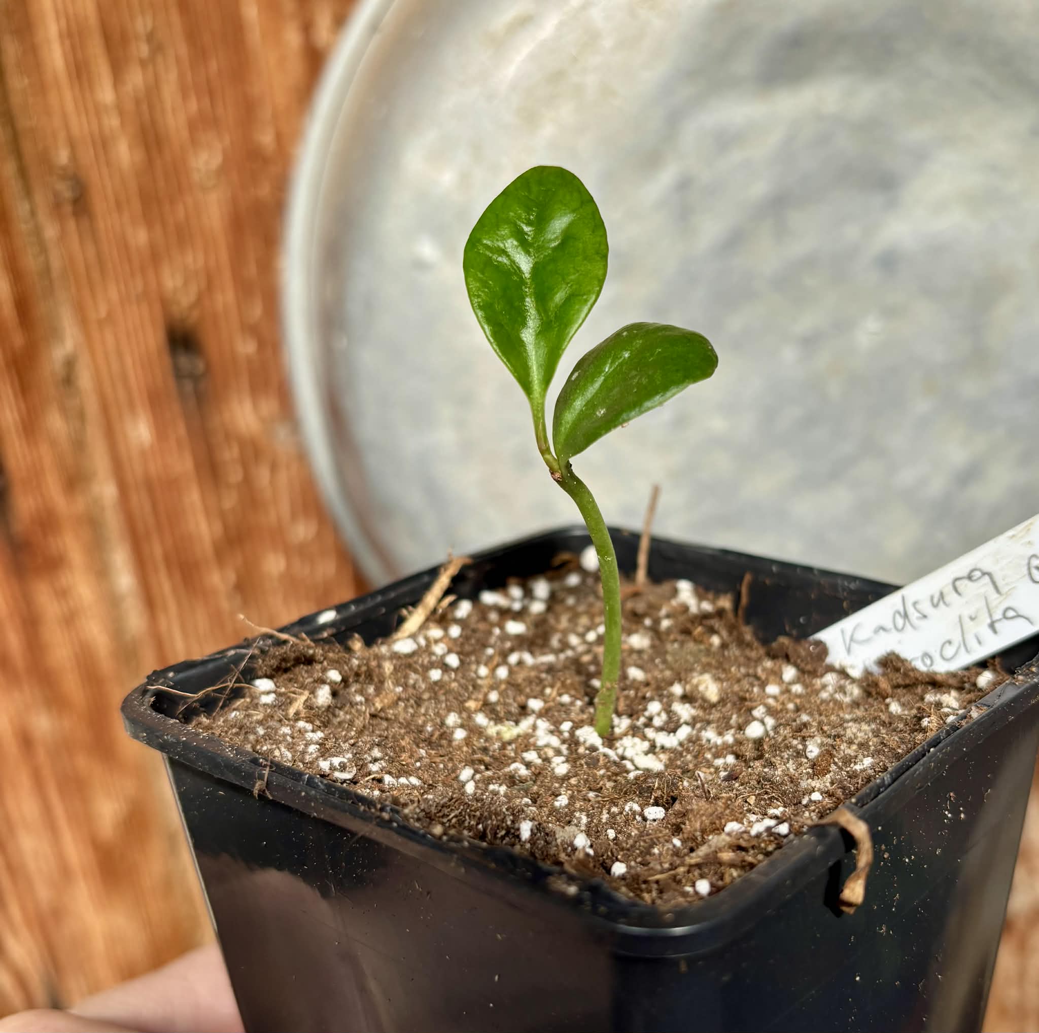 Kadsura heteroclita "Green" - 1 potted seedling / 1 getopfter Sämling