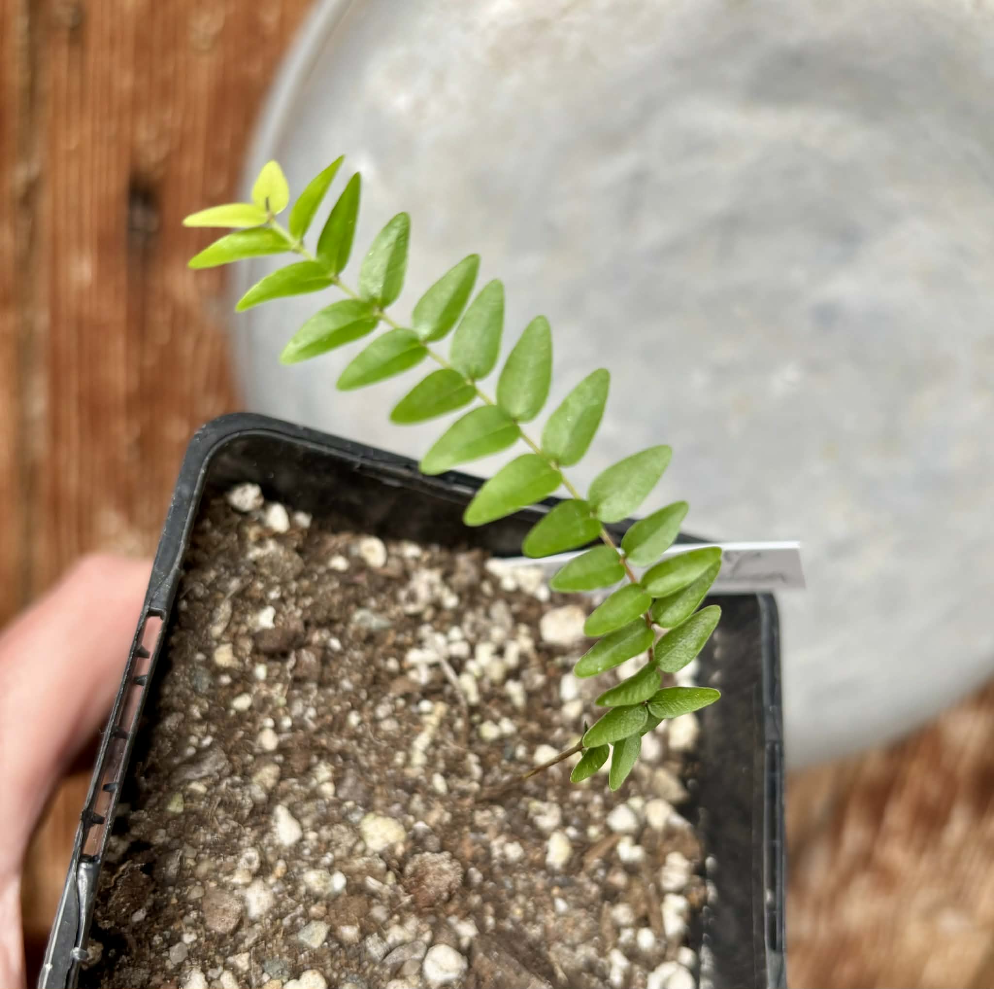 Myrciaria sp Ibirapitanga -  1 potted seedling / 1 getopfter Sämling