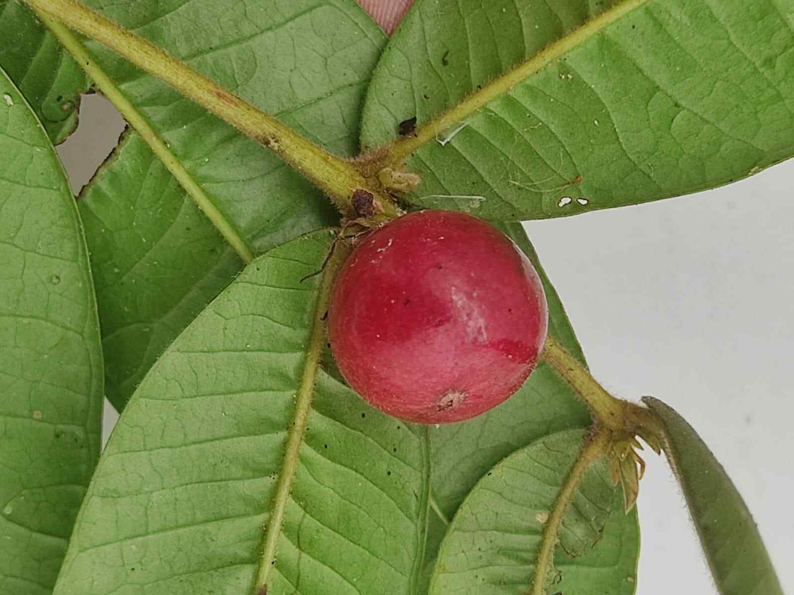 Myrciaria sp Ibirapitanga -  1 fresh seed / 1 frischer Samen