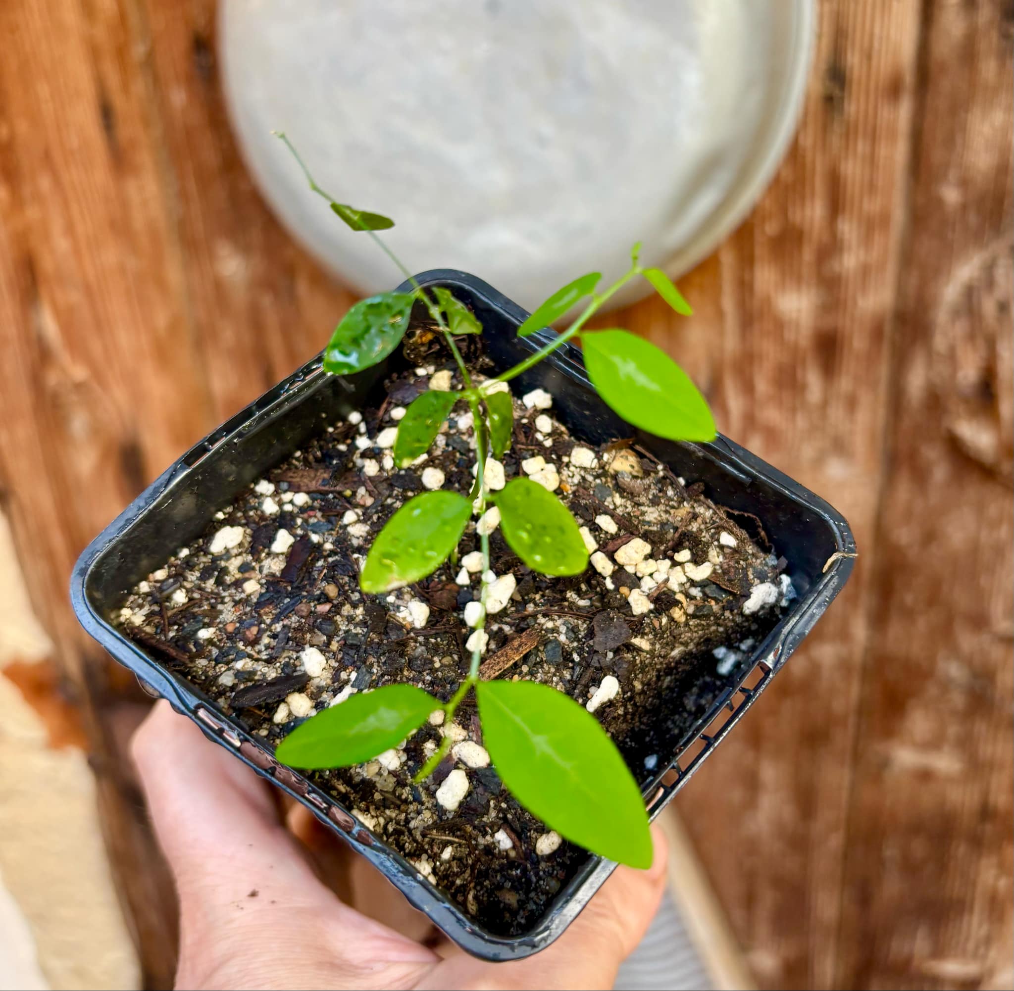 Katuk (Sauropus androgynus) -  1 small potted plant / 1 kleine, getopfte Pflanze