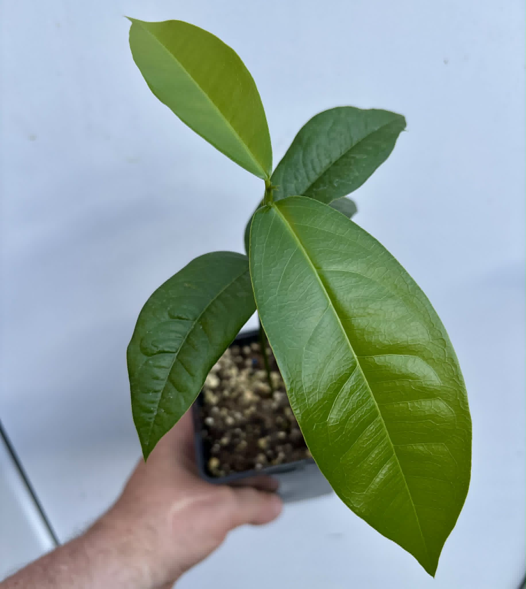 Zollernia ilicifolia - 1 potted seedling / 1 getopfter Sämling