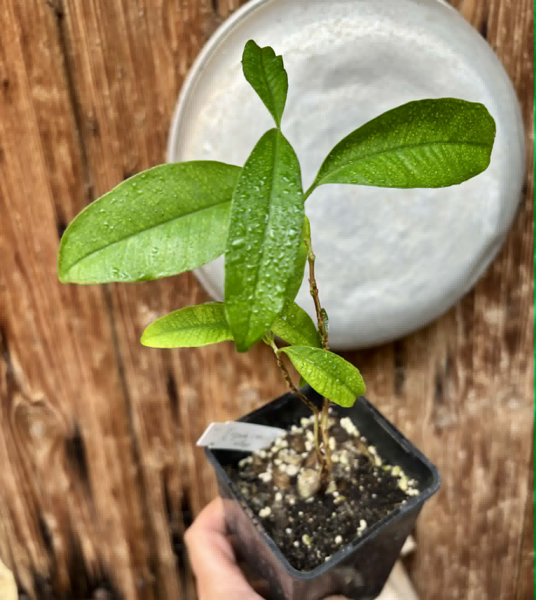 Eugenia cerasiflora - 1 potted plant - 1 getopfte Pflanze