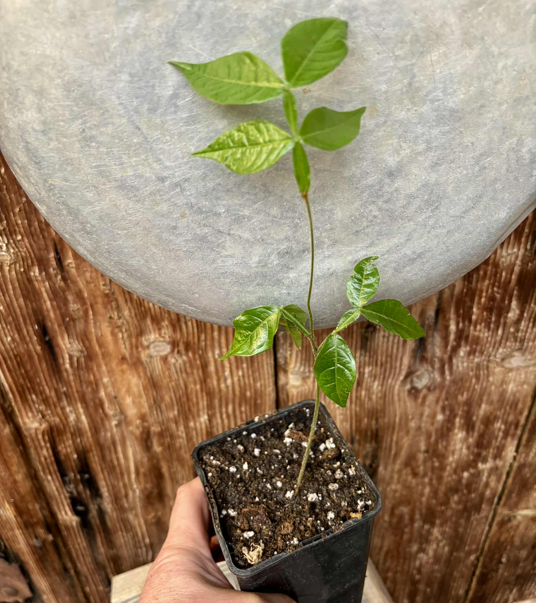 Inga feuilleei - Pacay Ice Cream Bean - 1 potted seedling / 1 getopfter Sämling