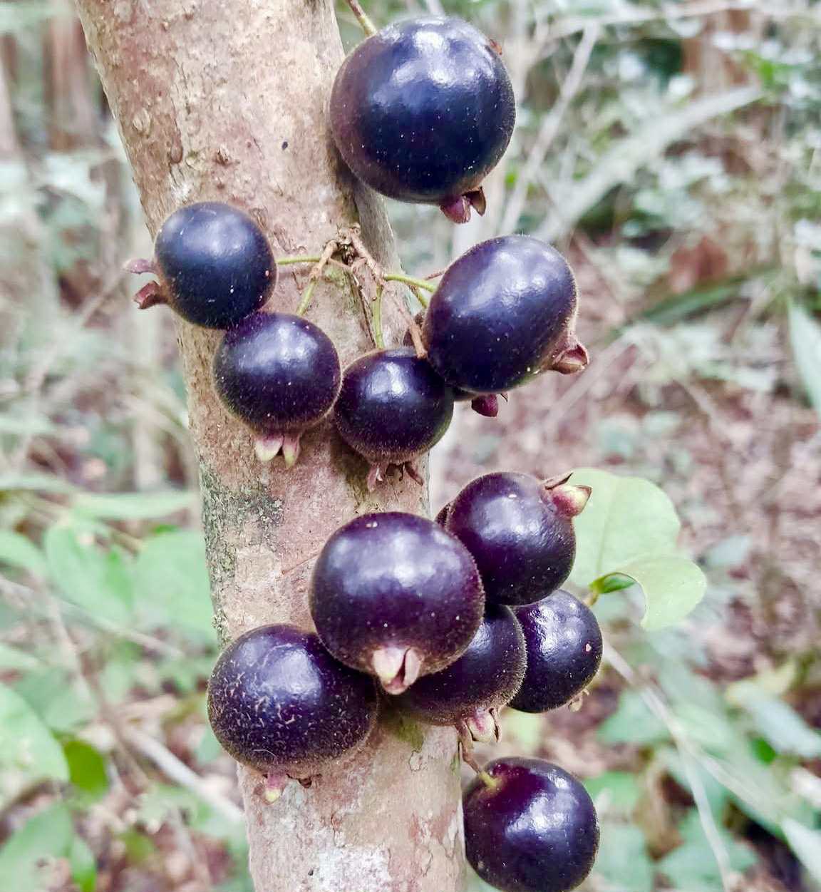Psidium sp Aporá - 1 fresh seed / 1 frischer Samen
