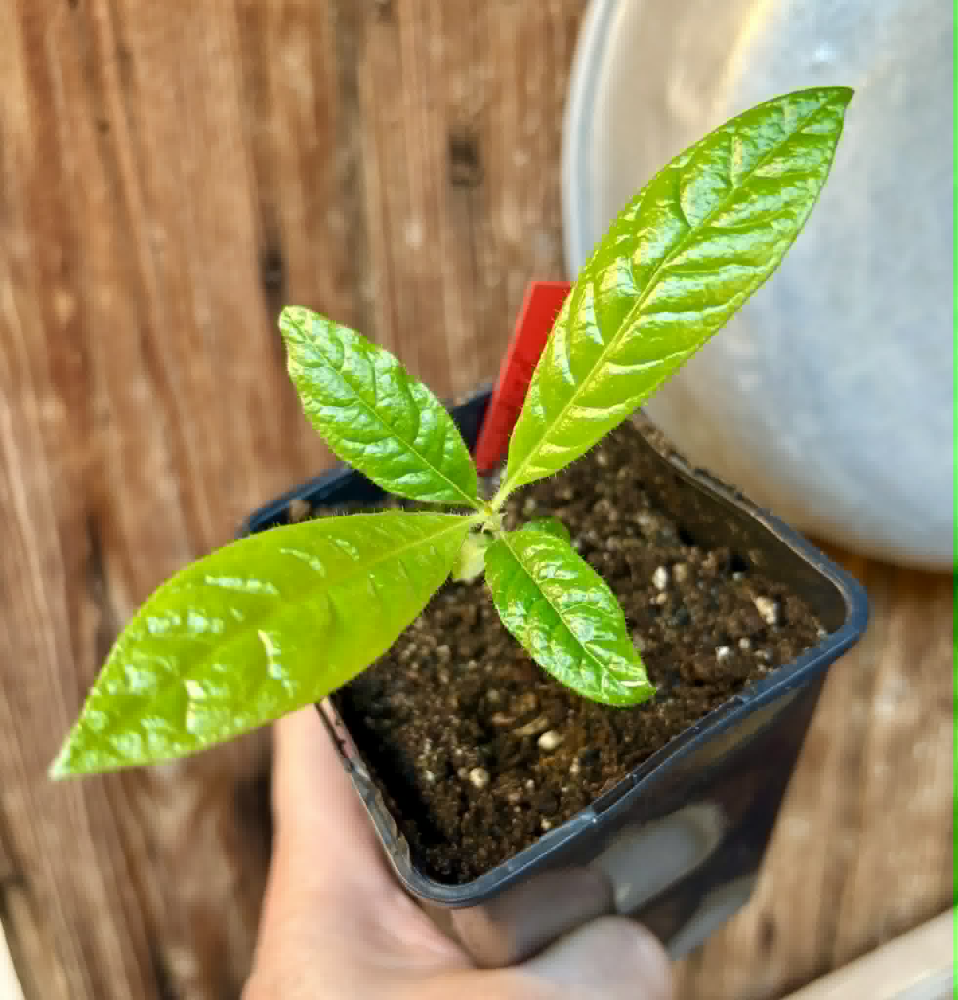 Cordiera sp Jenipapo - 1 potted seedling / 1 getopfter Sämling