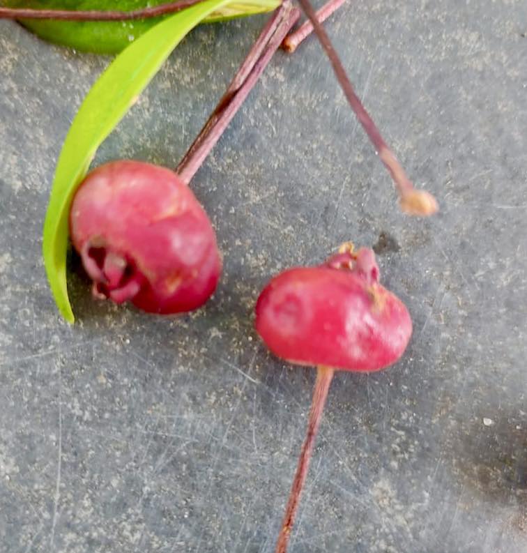 Collection of 5 rare exotic fruit plants -  5 different potted plants / 5 verschiedene, getopfte Pflanzen
