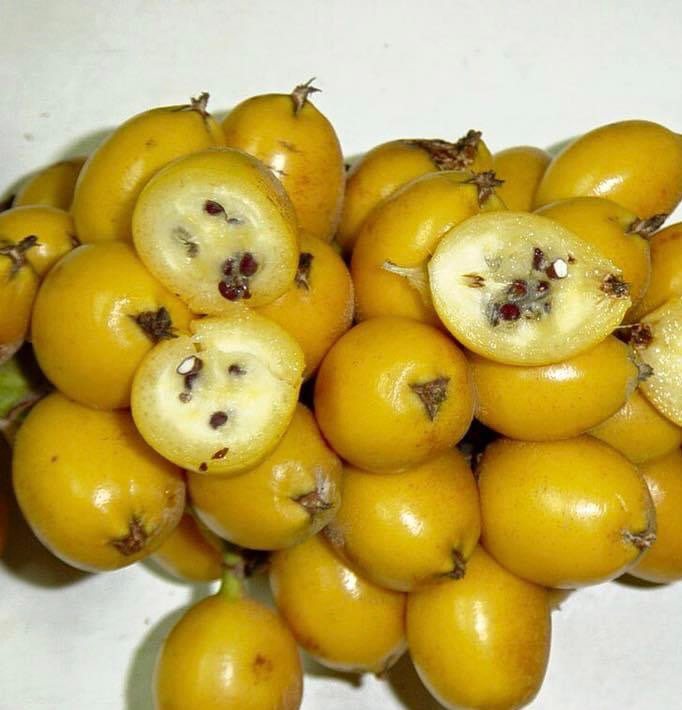Gravata (Bromelia antiacantha) - 1 germinated seed / 1 gekeimter Samen Gravata (Bromelia antiacantha) - 1 germinated seed / 1 gekeimter Samen