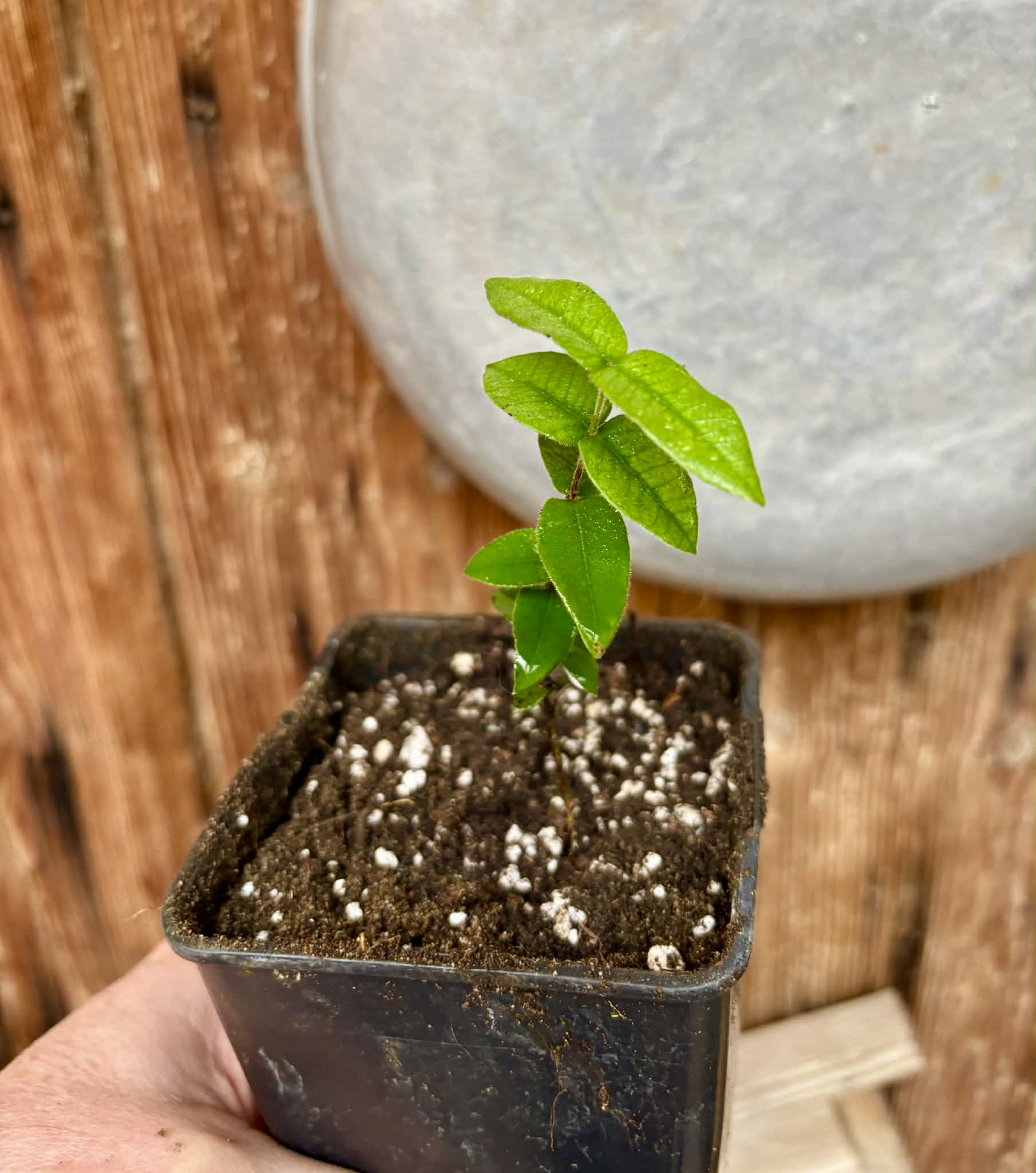 Myrciaria caerulescens (Roxa - Blue Guaquiea) - 1 potted seedling / 1 getopfter Sämling