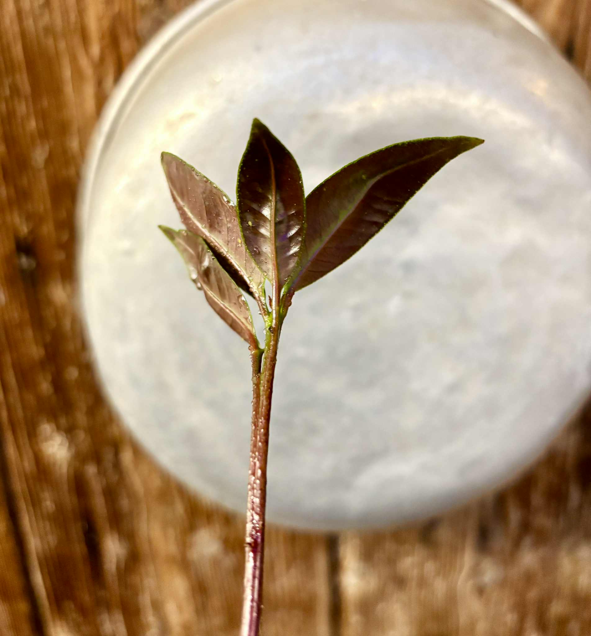Eugenia sp Terebinthina - 1 potted seedling / 1 getopfter Sämling