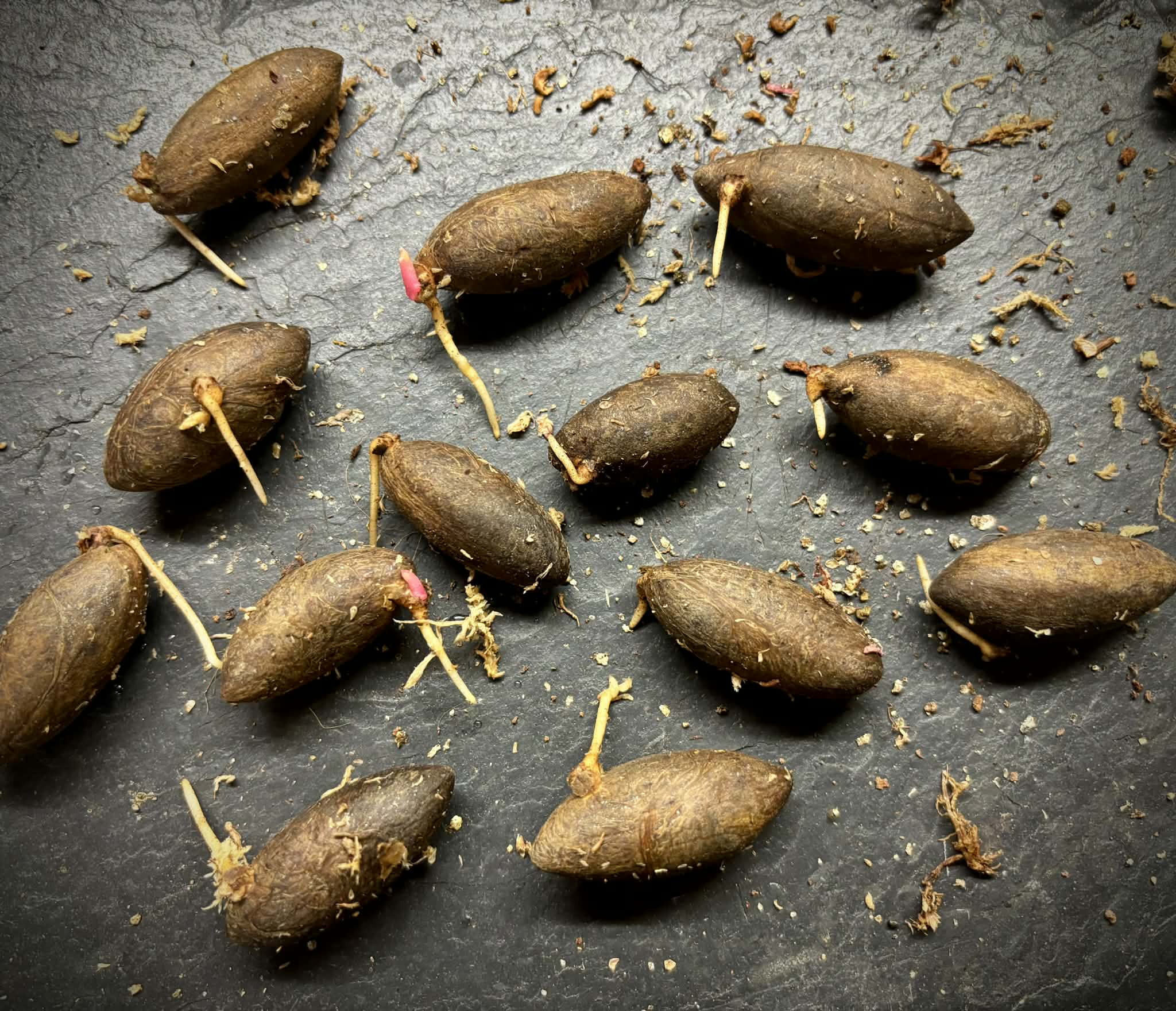 Eugenia sp Pendulifructa - 1 germinated seed / 1 gekeimter Samen