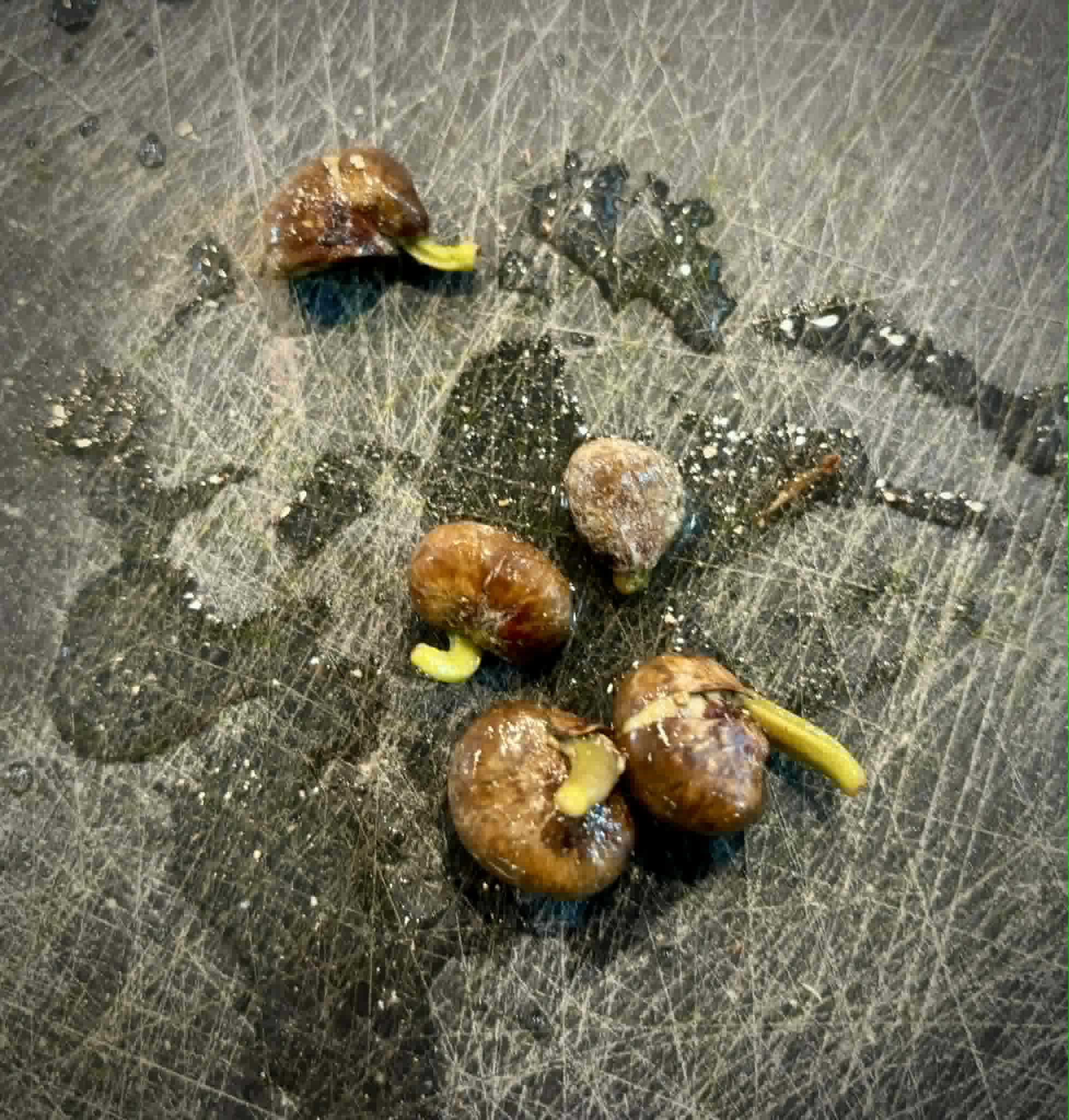 Myrcia sp. Camacaensis - 1 germinated seed / 1 gekeimter Samen