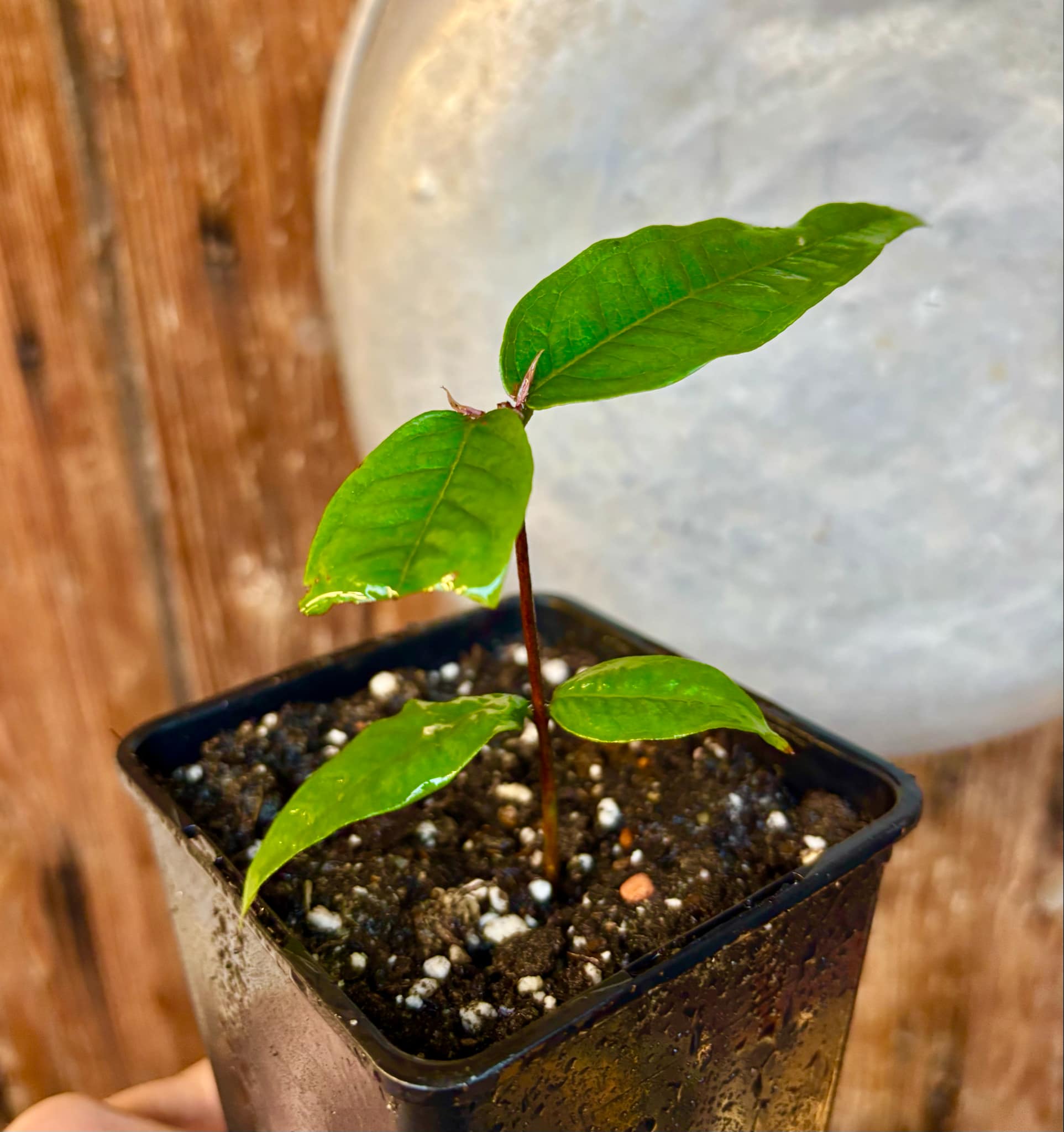Plinia phitrantha var. UNESP  - 1 rooted, potted cutting / 1 bewurzelter, getopfter Steckling