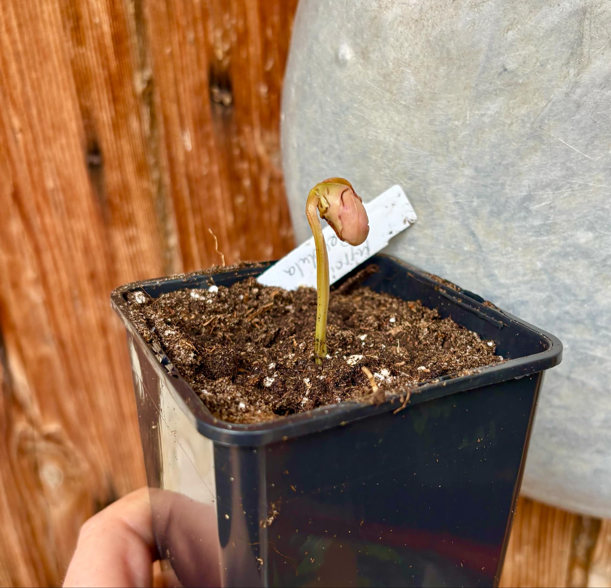 Myrcia sp Pendula -  1 fresh potted seedling / 1 frisch getopfter Sämling