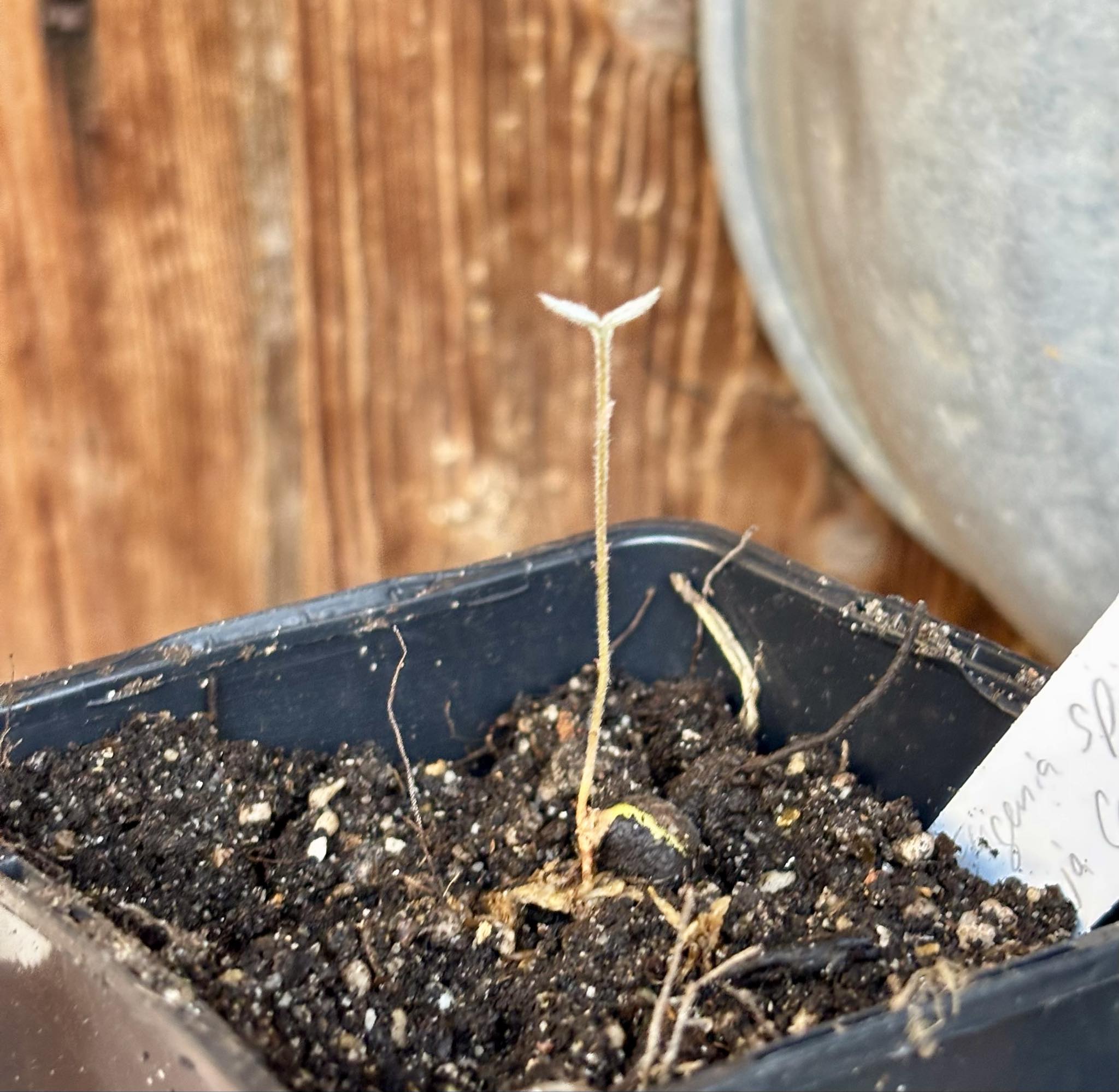 Eugenia sp Laranja Caetite -  1 small potted seedling / 1 kleiner, getopfter Sämling