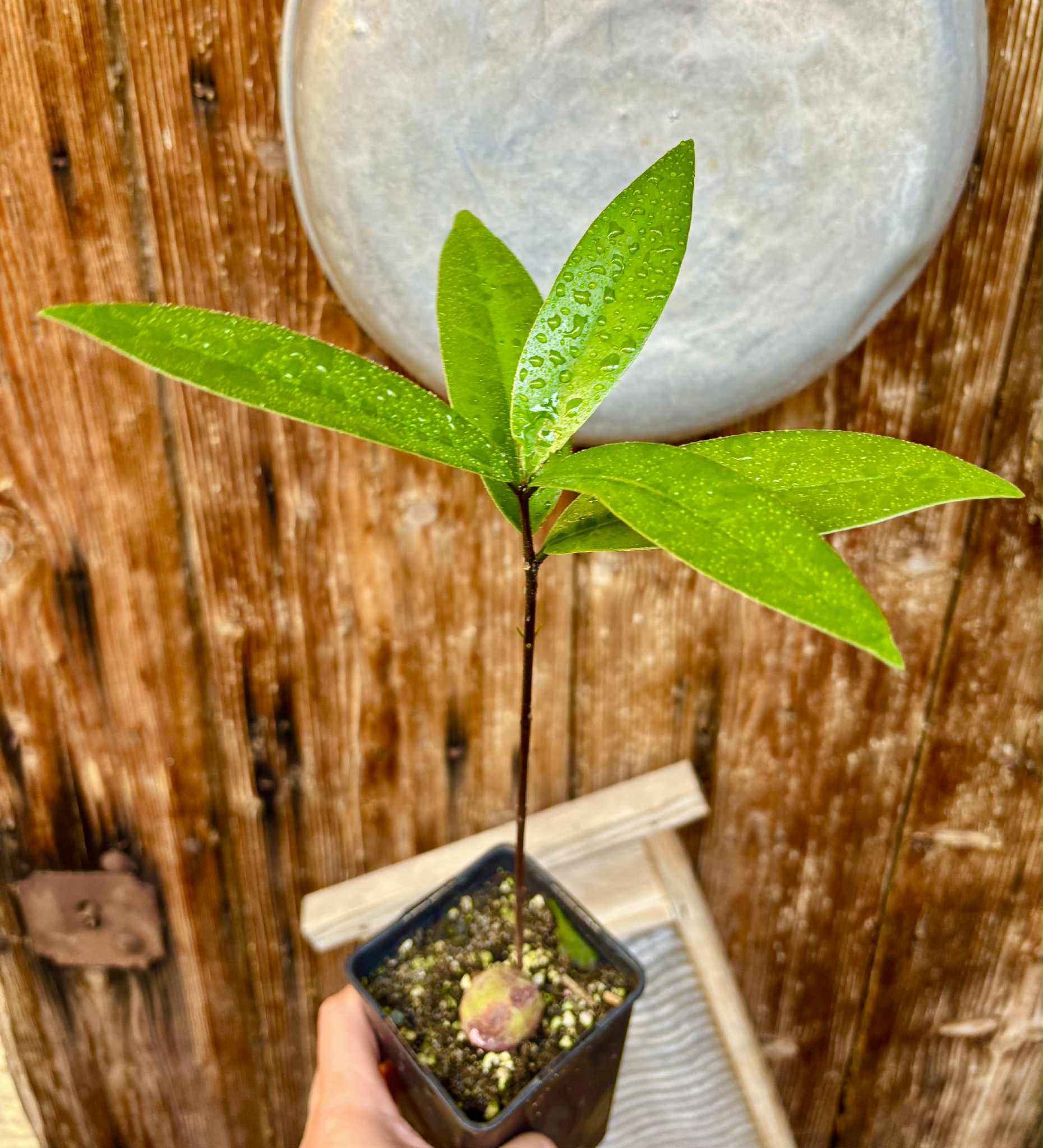 Eugenia sp Maca BIG -  1 potted seedling / 1 getopfter Sämling
