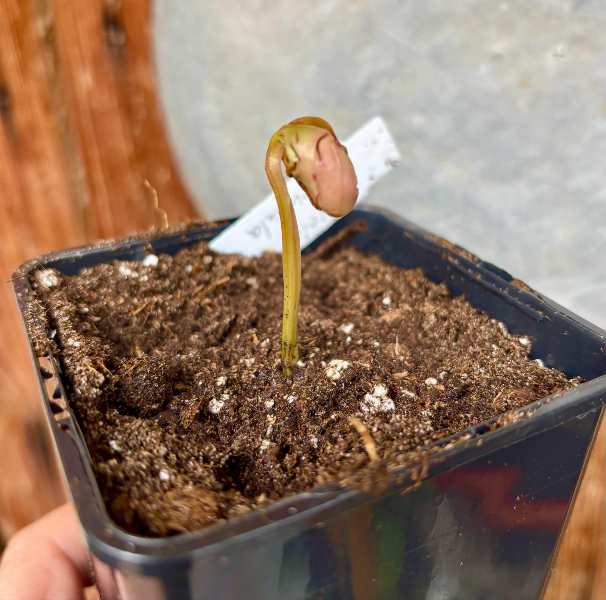 Myrcia sp Pendula -  1 fresh potted seedling / 1 frisch getopfter Sämling