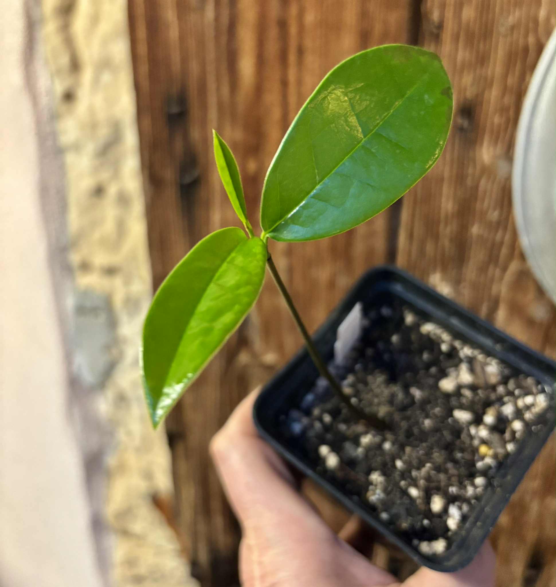 Annona salzmannii - 1 potted seedling / 1 getopfter Sämling