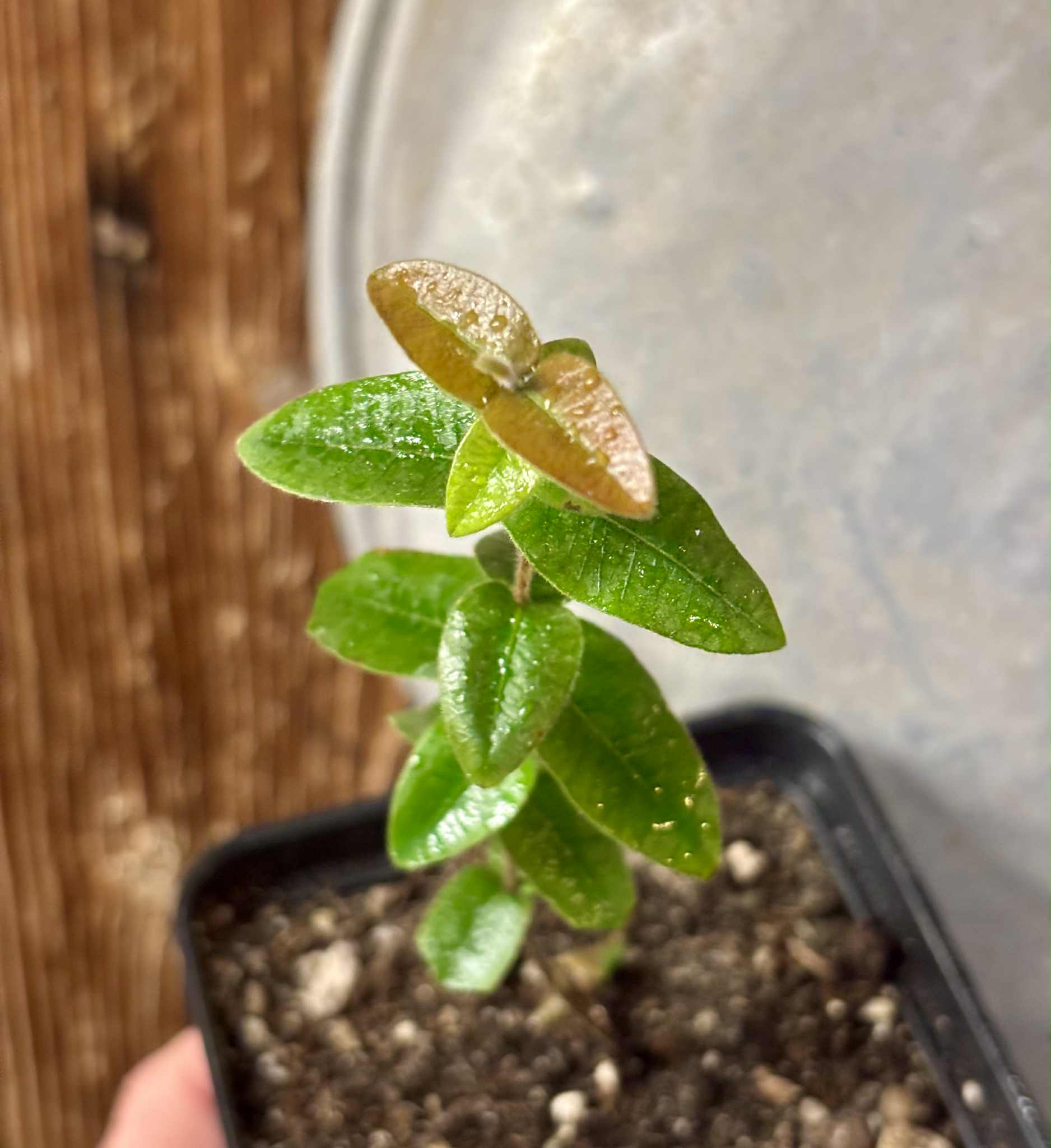 Myrciaria caerulescens (Roxa - Blue Guaquiea) - 1 potted seedling / 1 getopfter Sämling