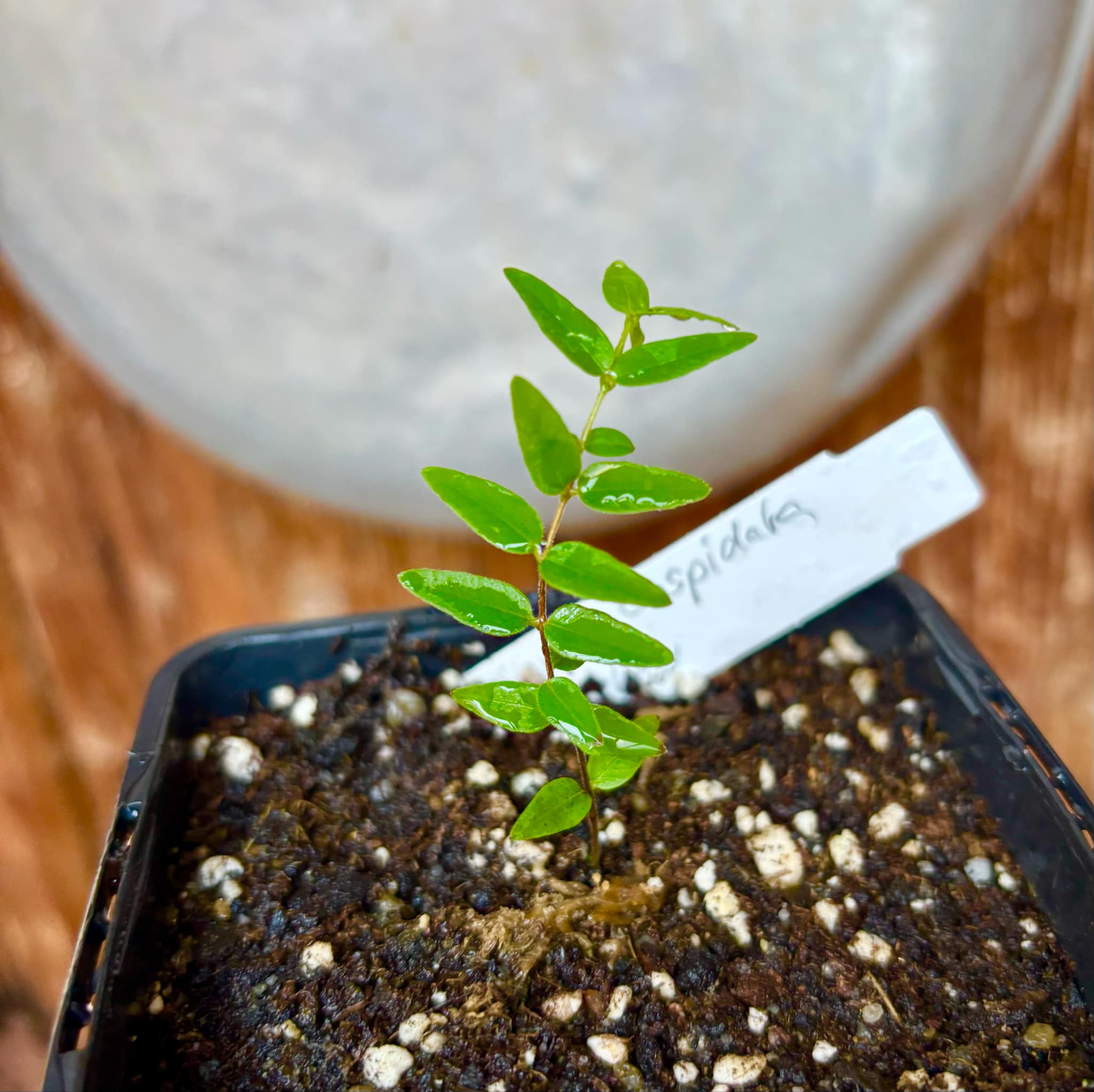 Myrciaria cuspidata YELLOW - 1 small potted plant / 1 kleine, getopfte Pflanze