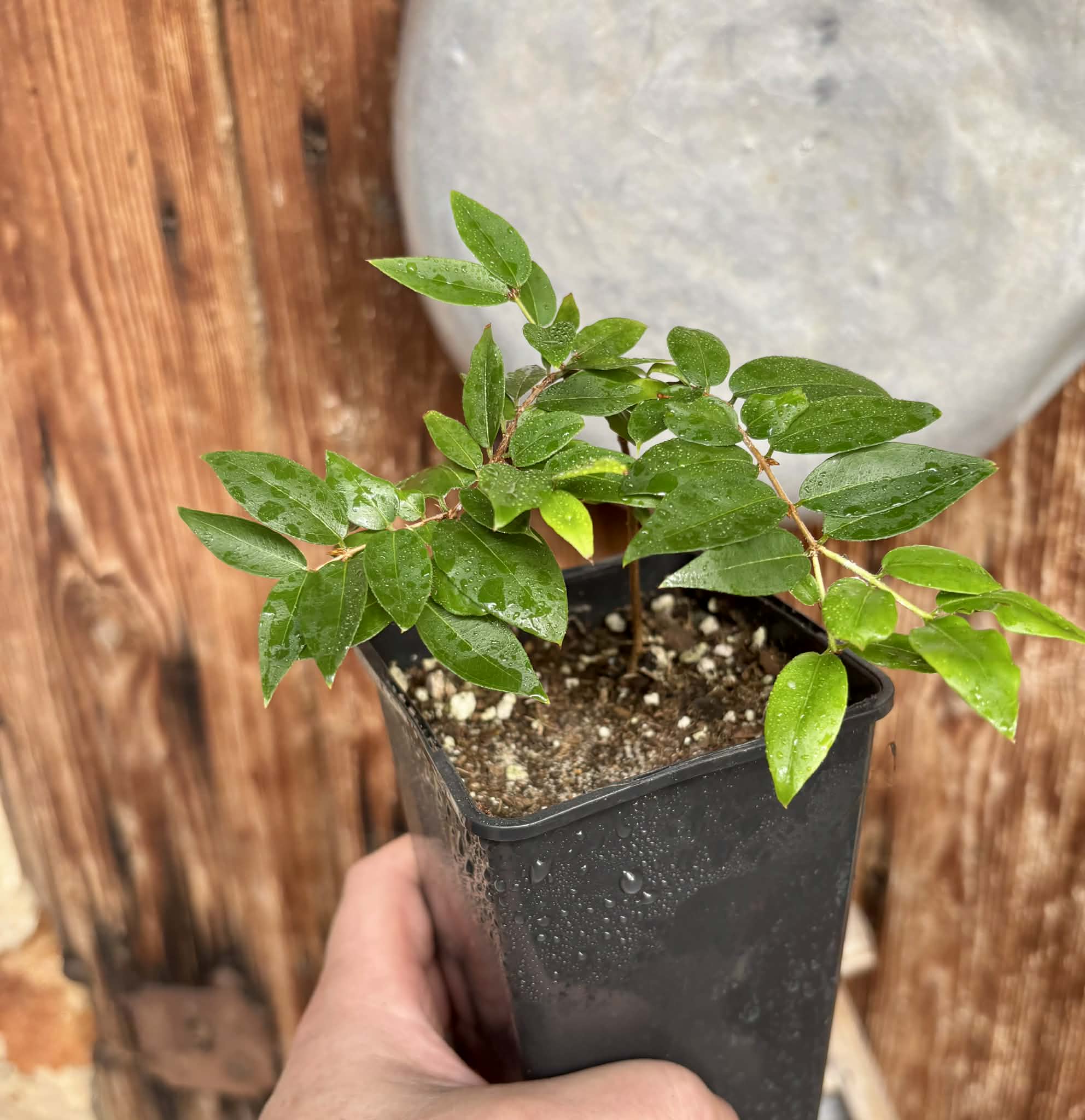 Plinia sp Cruz da Diamantina - 1 potted seedling / 1 getopfter Sämling