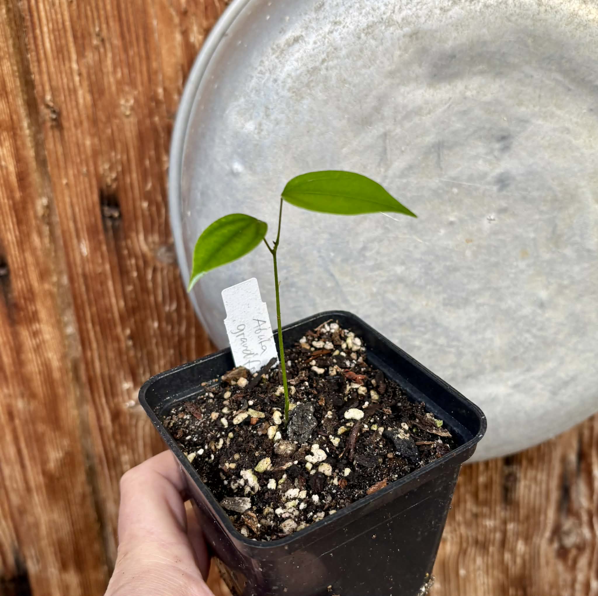 Pitombinha da Amazonia (Abuta grandifolia) - 1 potted seedling / 1 getopfter Sämling