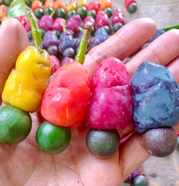 Podocarpus neriifolius (Khun Mai) - 1 fresh seed / 1 frischer Samen
