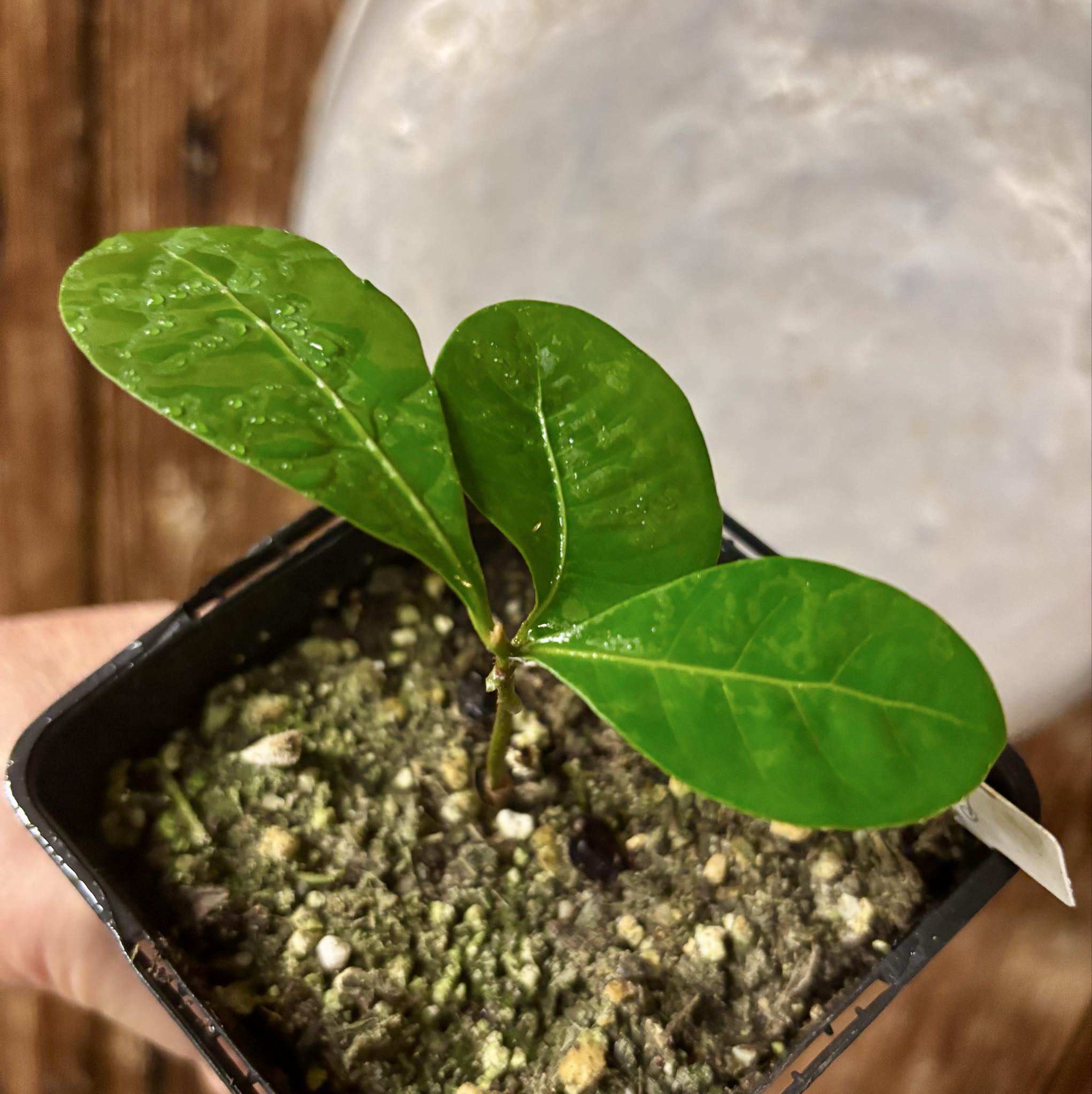 Pouteria bangii - 1 potted plant / 1 getopfte Pflanze