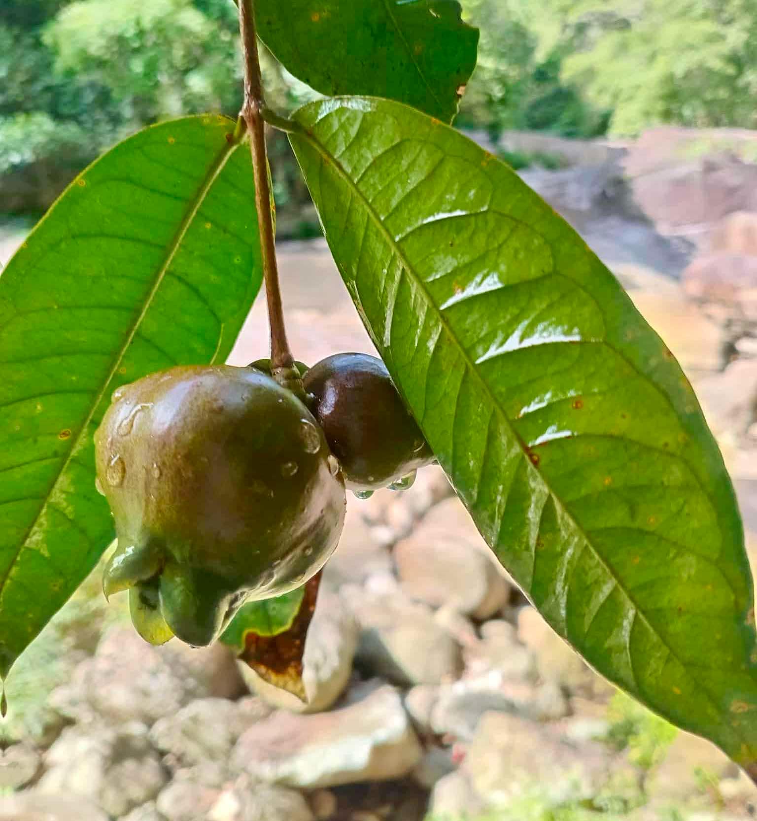 Syzygium sp Khao Luang - 1 fresh seed / 1 frischer Samen