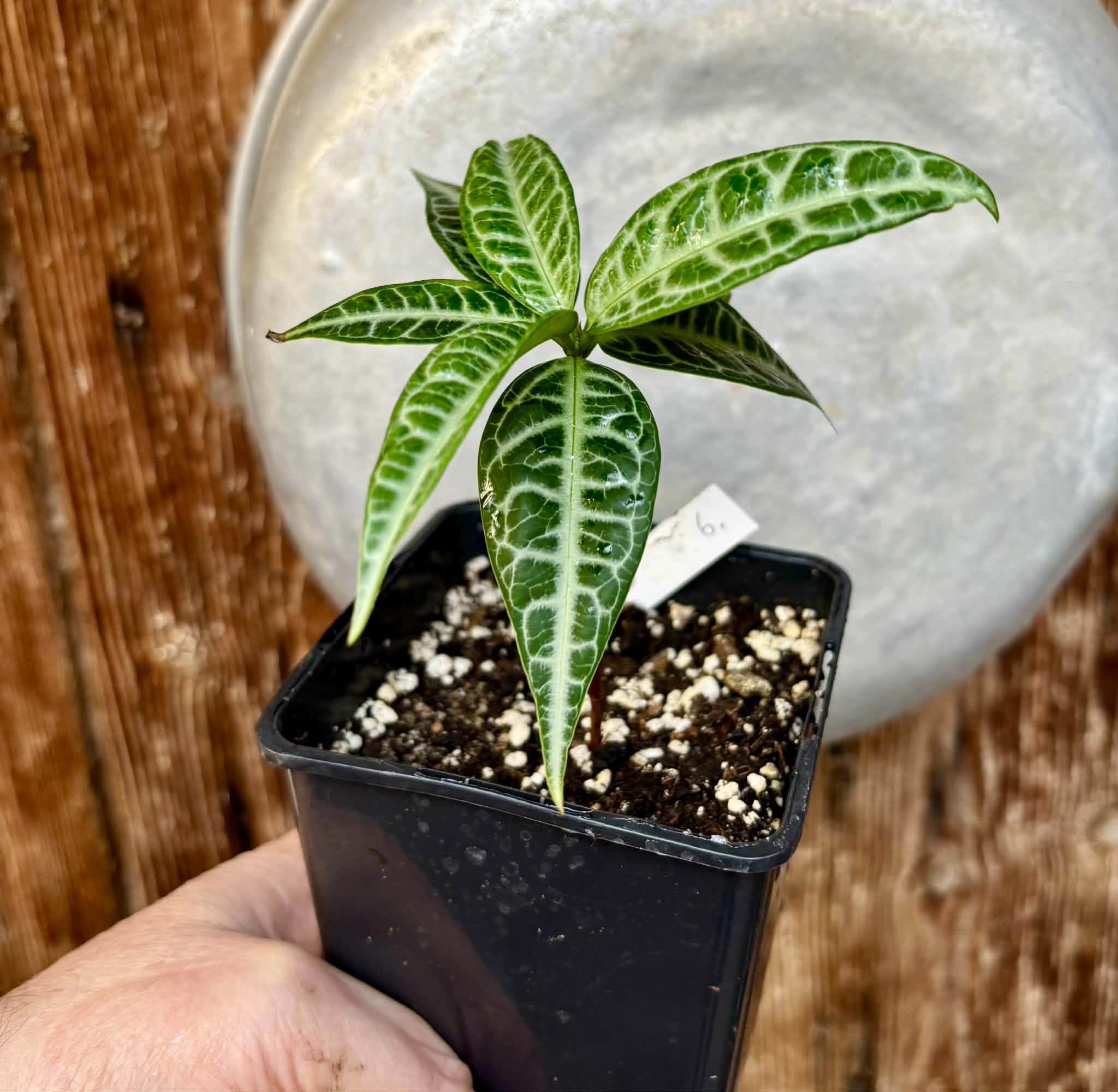 Eugenia sp Labisia Nr. 6 -  1 potted plant / 1 getopfte Pflanze