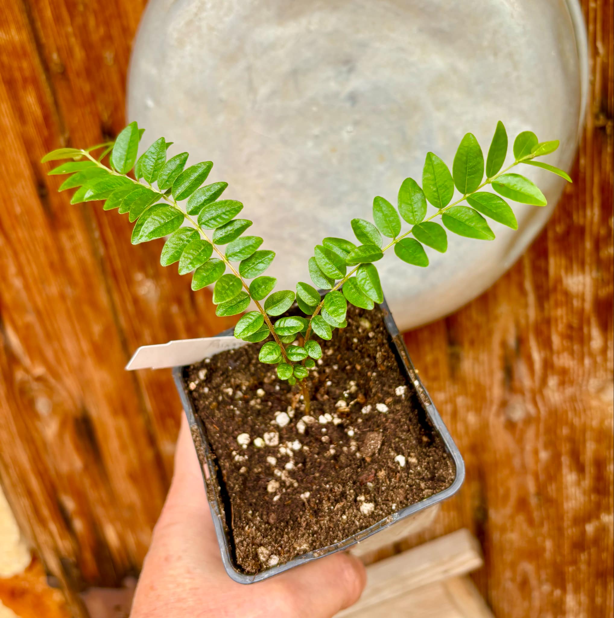 Myrciaria sp Pastora Nr. 2 - 1 potted seedling / 1 getopfter Sämling